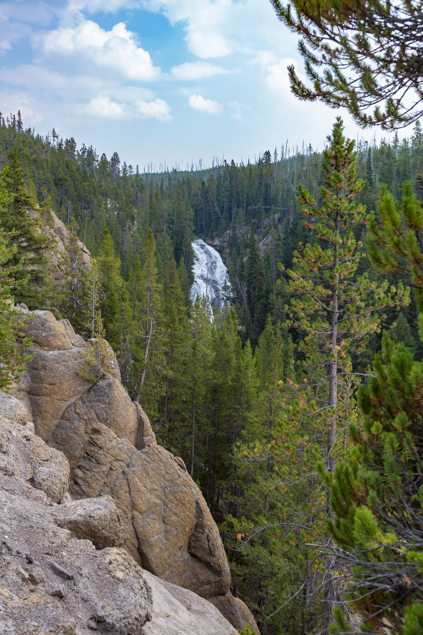 180819_204 Virginia Cascade on the Gibbon River in a dense pine forested canyon within Yellowstone National Park, Wyoming