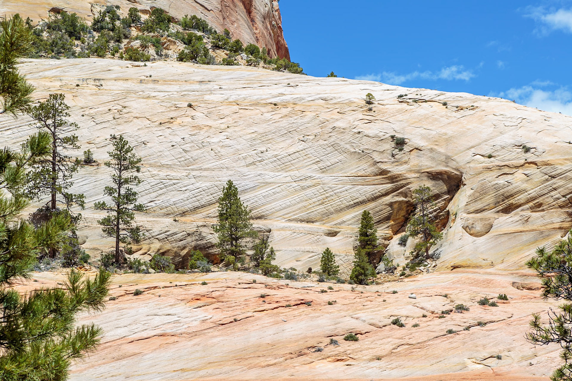 190529_126 Patterns of erosion on the rock formations in the Checkerboard Mesa area of  Zion National Park, Utah