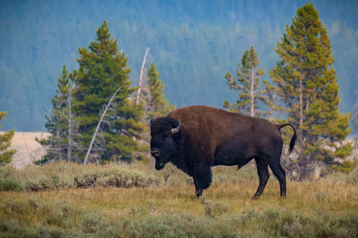180819_237 Buffalo (American Bison) standing in an open meadow of Hayden Valley in Yellowstone National Park, Wyoming