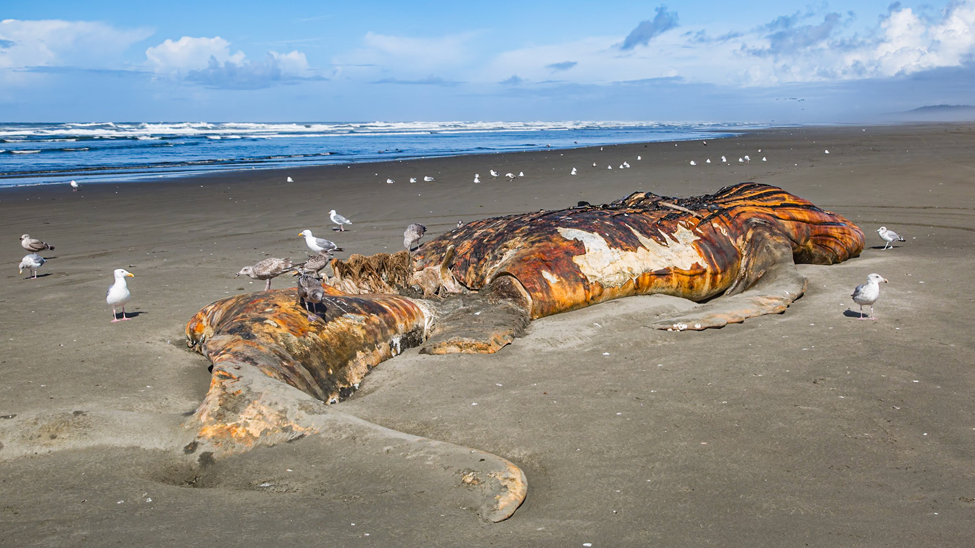 180911_012 Dead beached whale on the Pacific Ocean beach at Ocean City, Washington