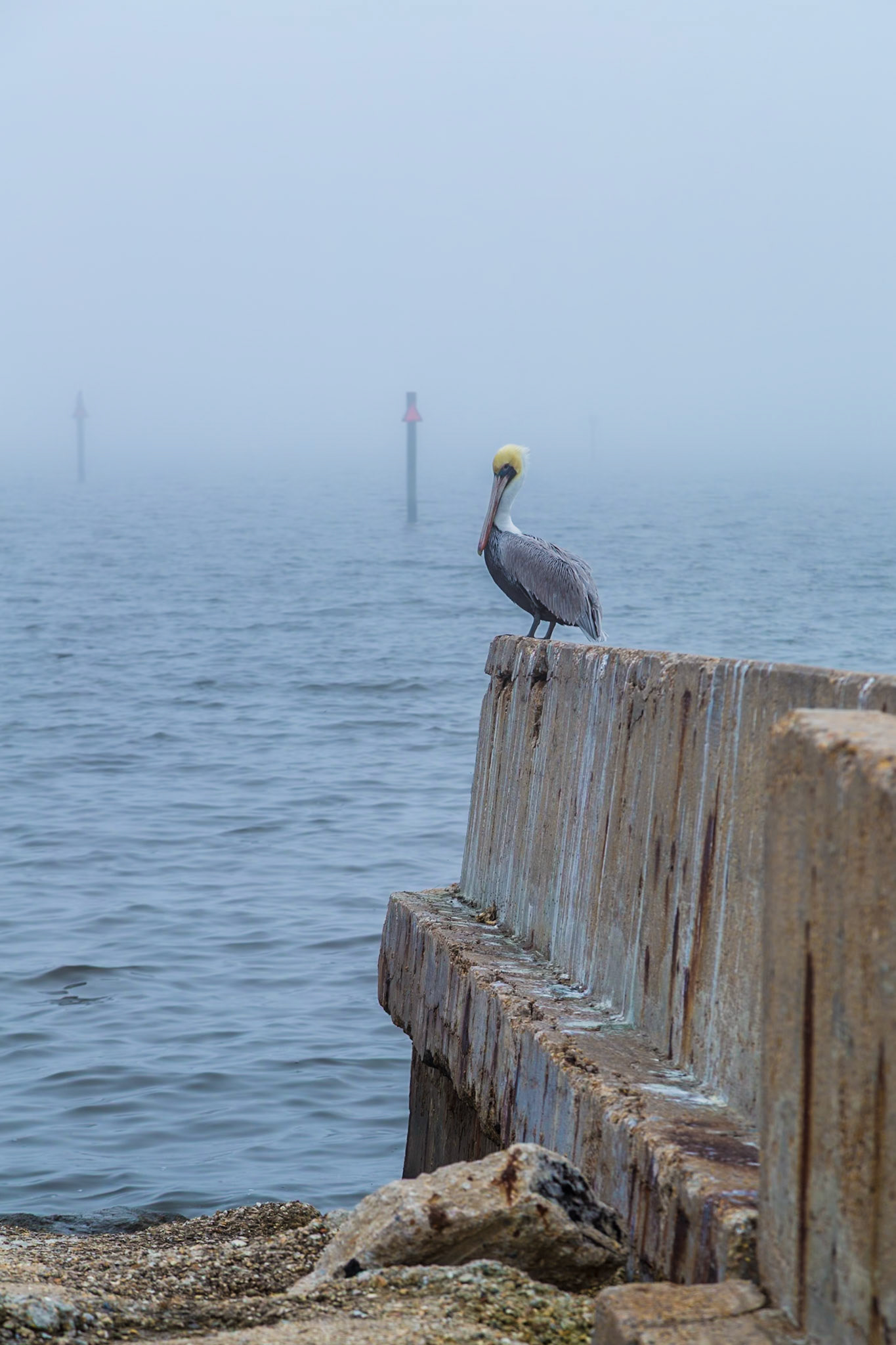 170120_005 Brown Pelican (Pelicanus occidentalis) perched upon a sea wall on a foggy morning in Long Beach, Mississippi
