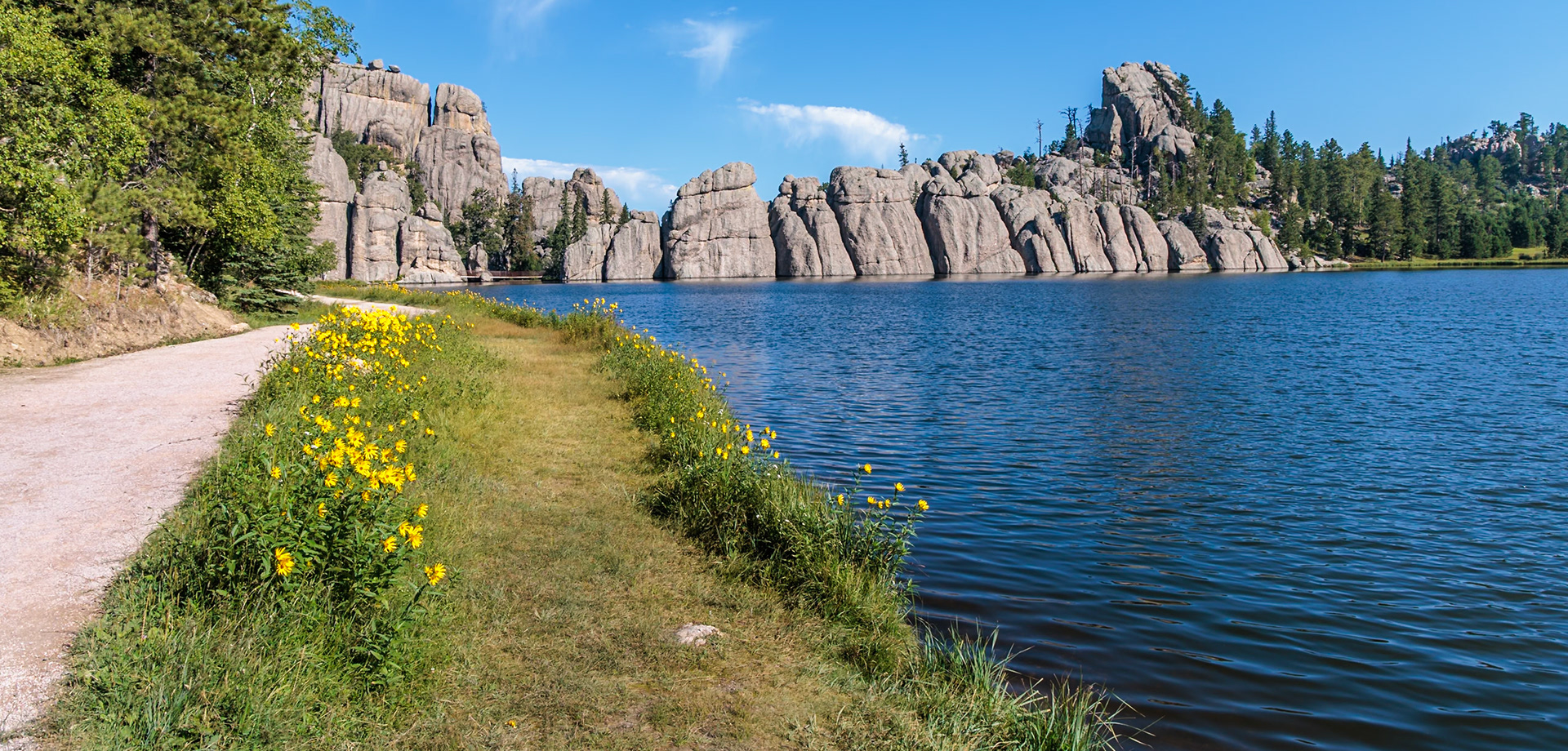 240817_082 Wildflowers link the walking path around Sylvan Lake in Custer State Park, South Dakota, USA