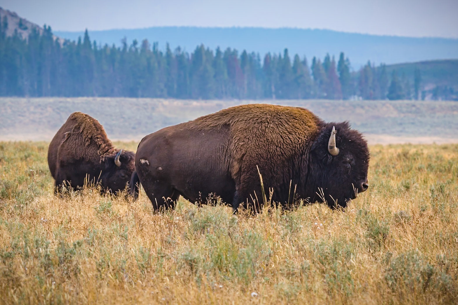 180819_243 Buffalo (American Bison) standing in an open meadow of Hayden Valley in Yellowstone National Park, Wyoming