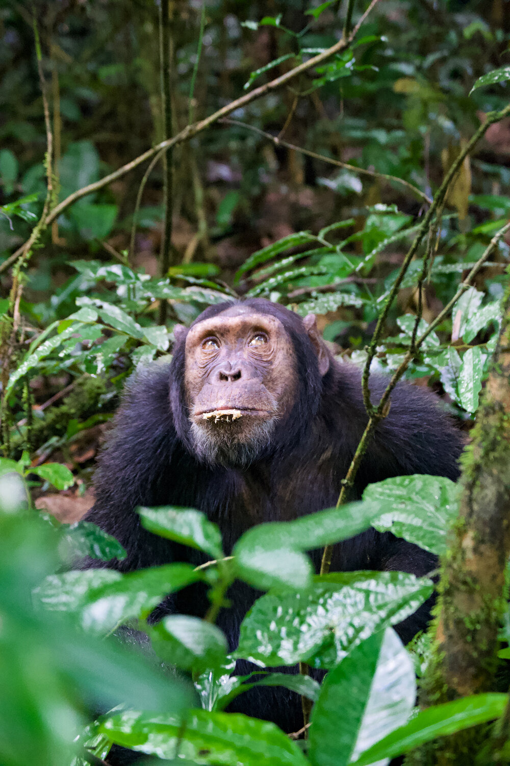 Uganda, Africa