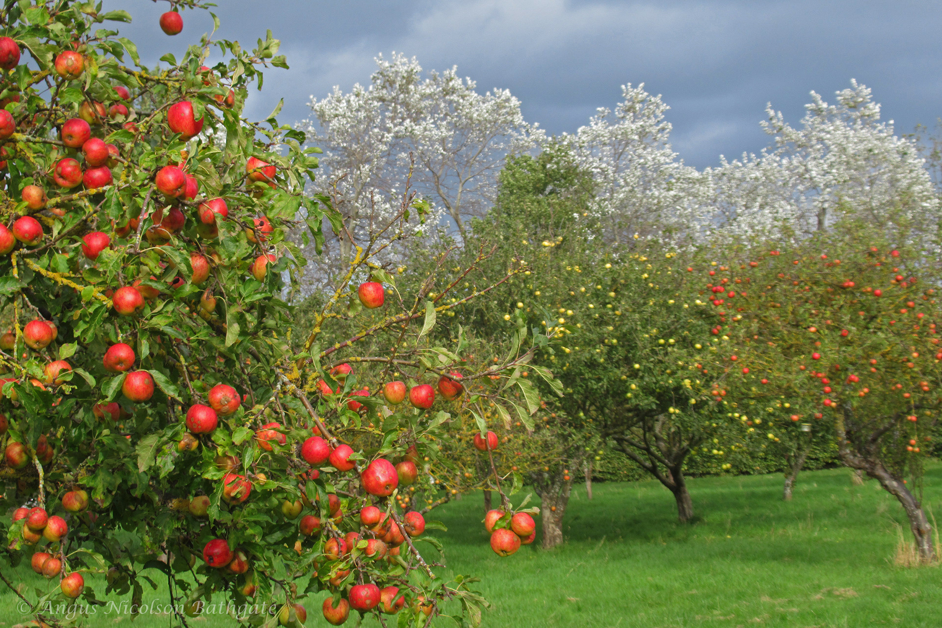 Orchard, Bankton House near Prestonpans
