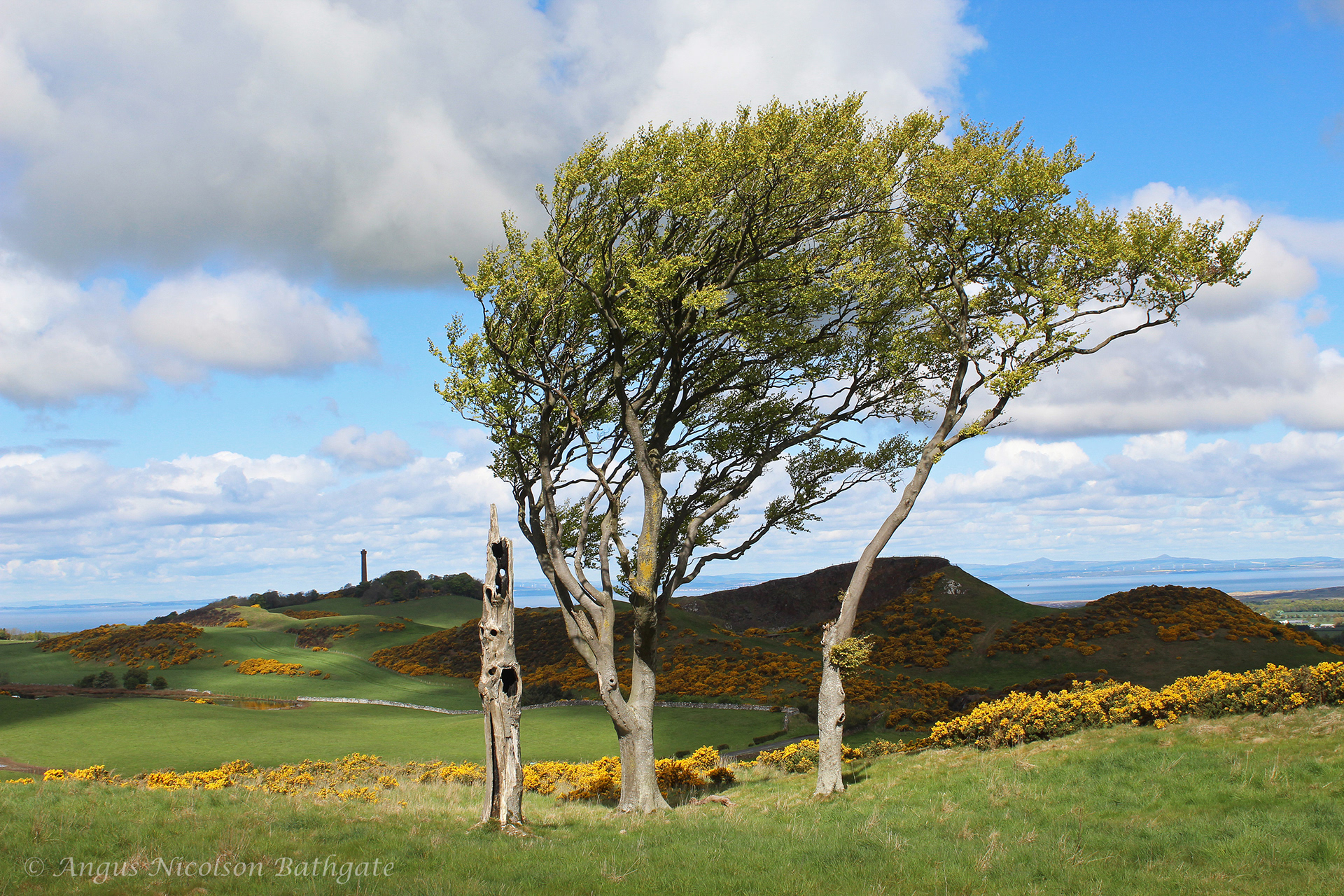Windswept trees and the Hopetoun Monument