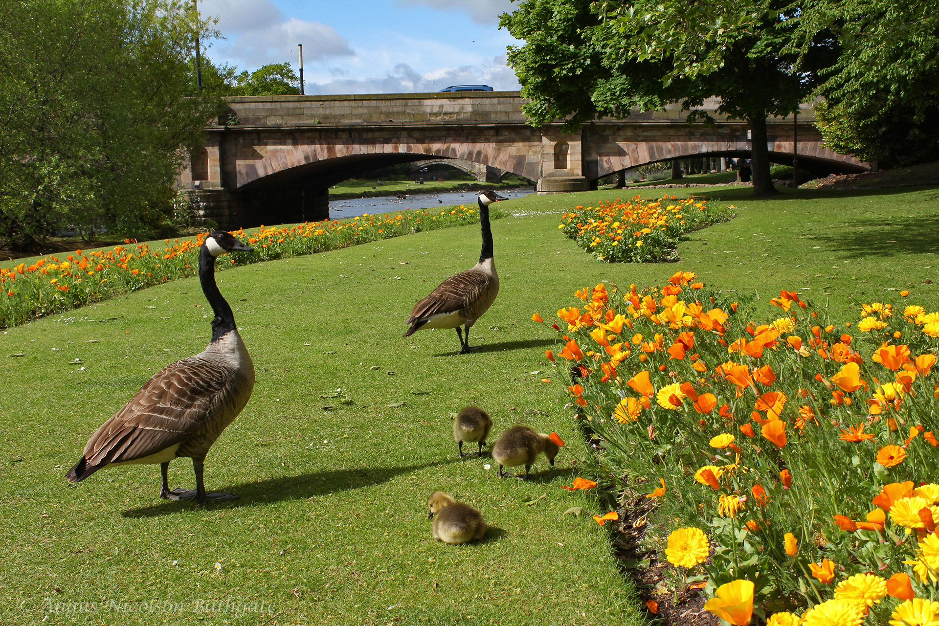 Canada geese, River Esk