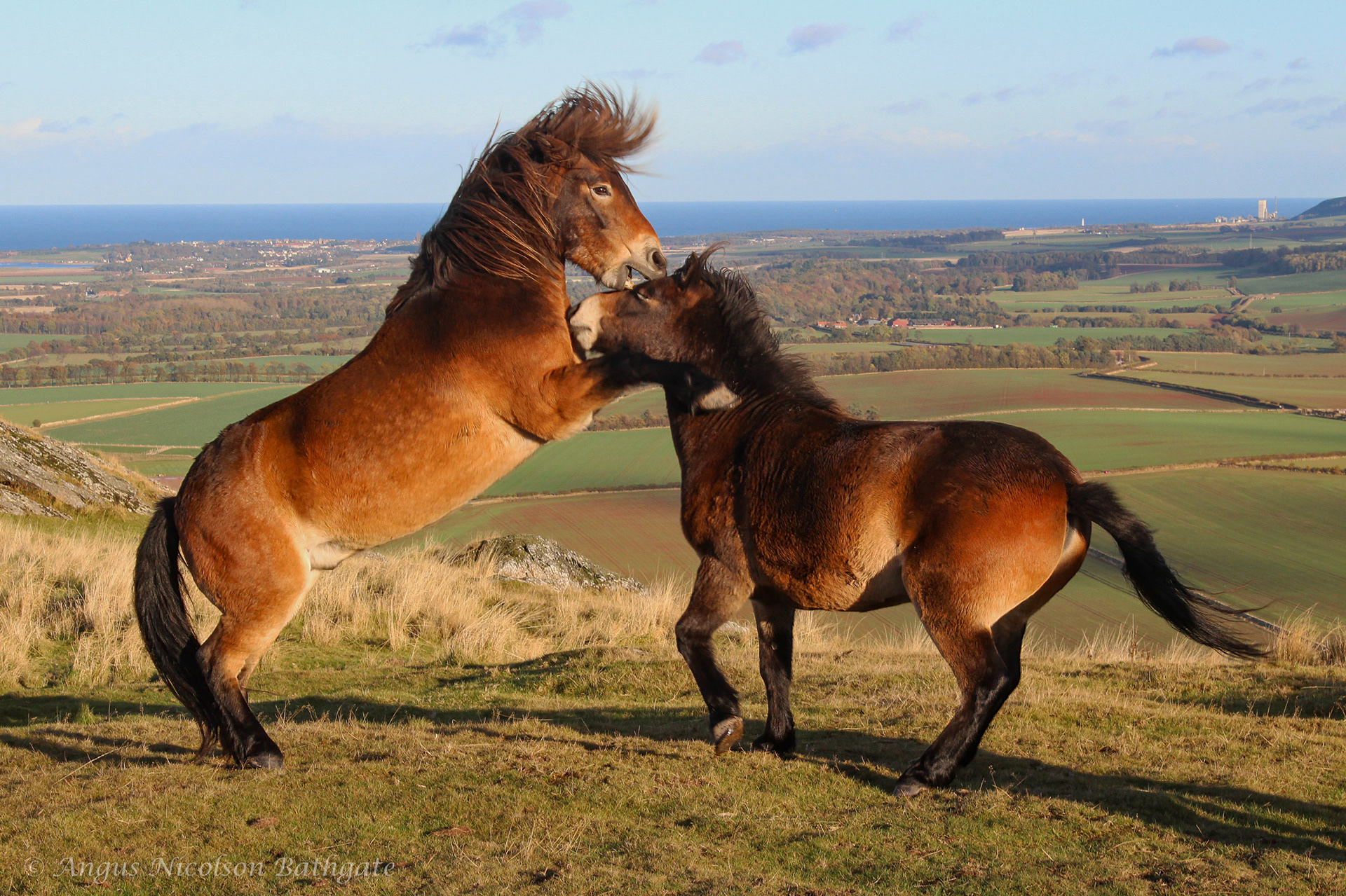 Exmoor ponies, North Berwick Law