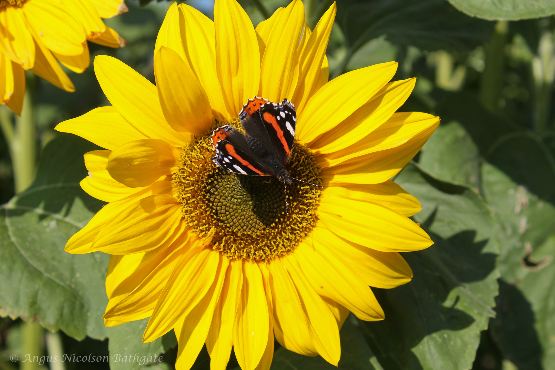 Sunflower with red admiral butterfly