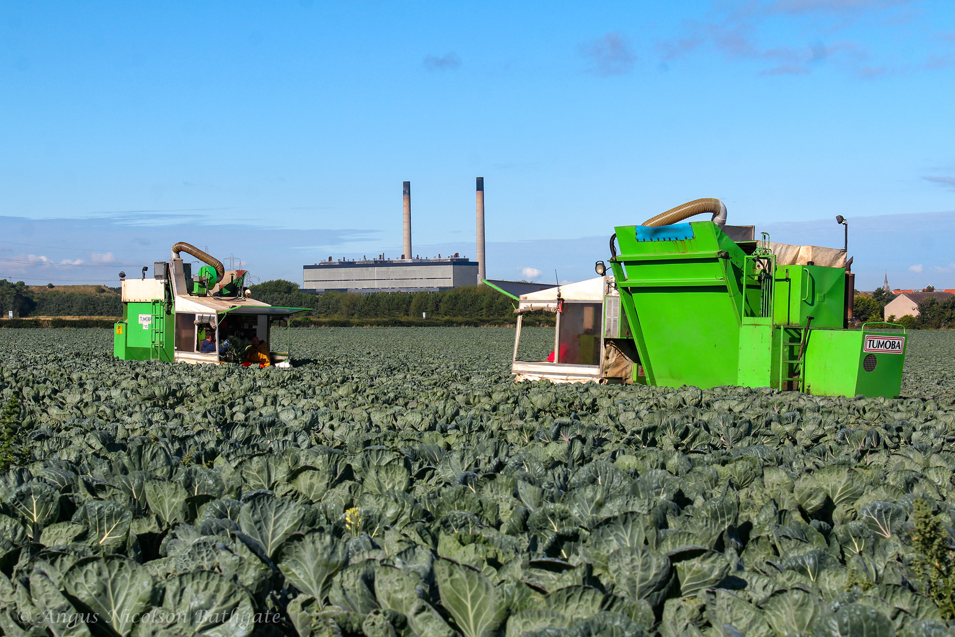 Harvesting sprouts