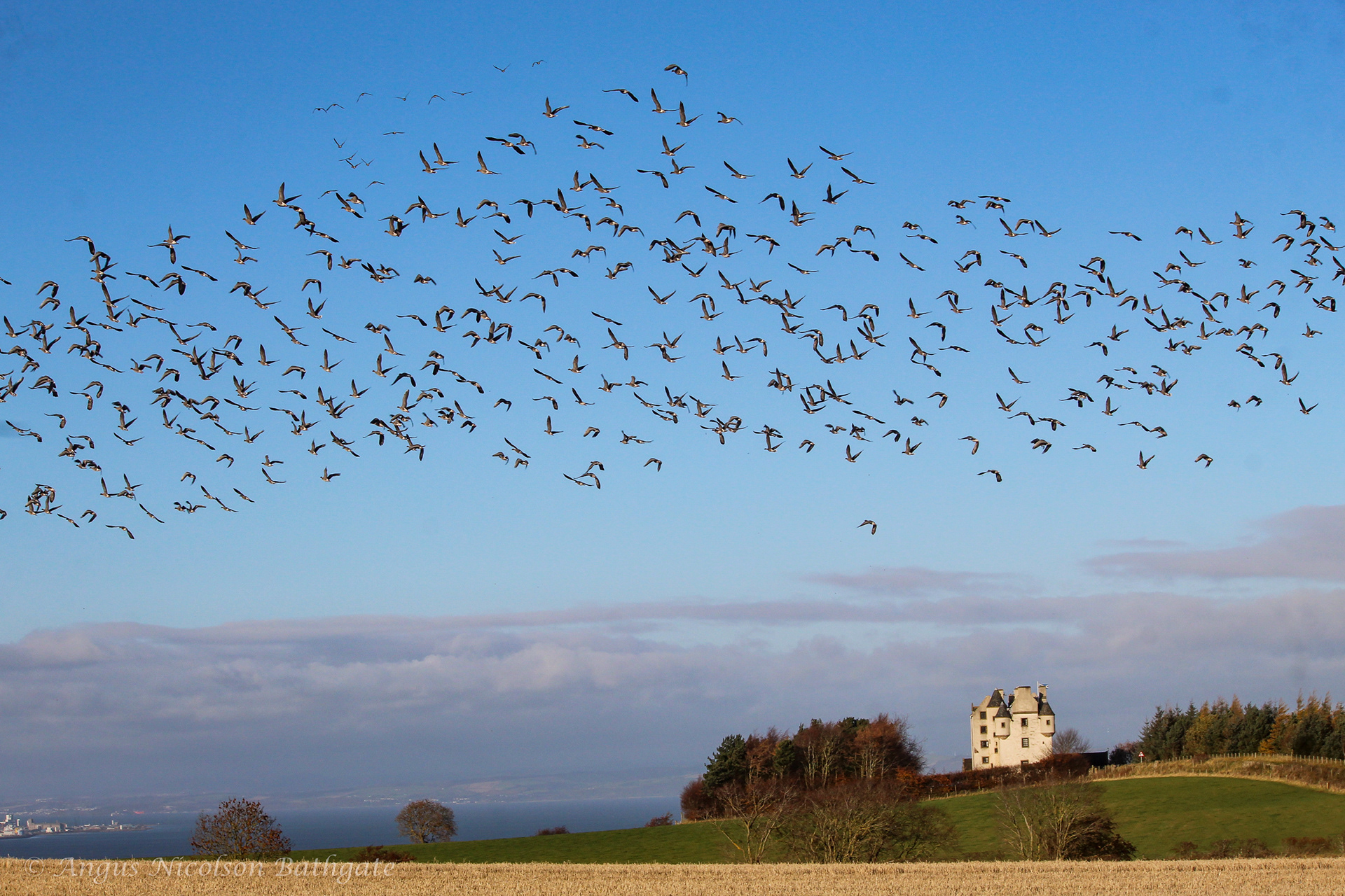 Geese in flight near Wallyford