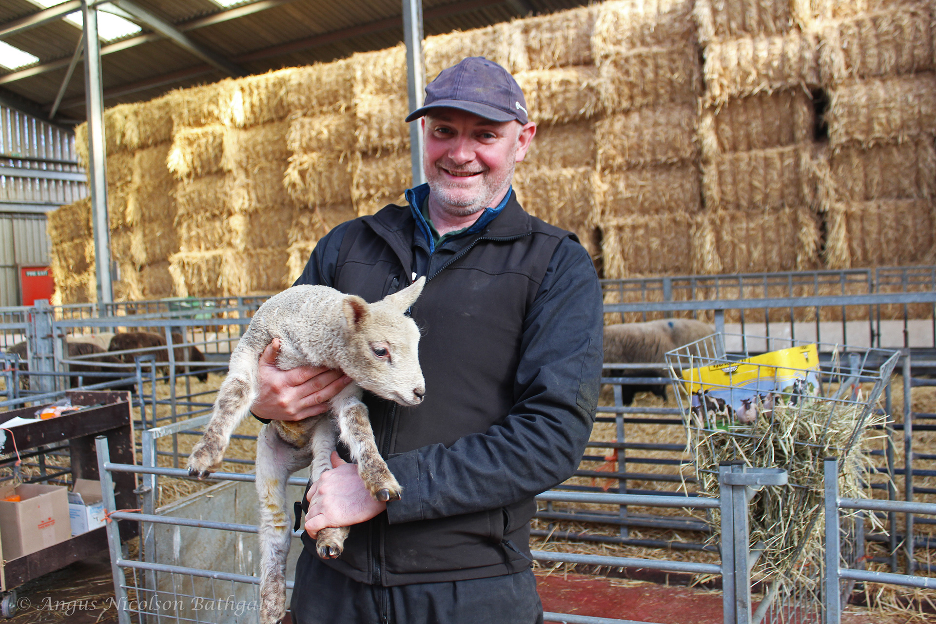 Spring lambs