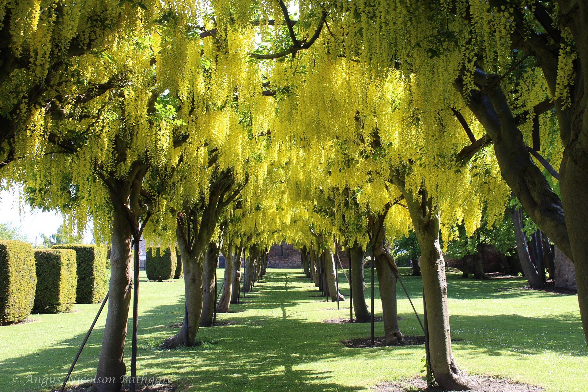 Laburnum arch at St. Mary's Pleasance, Haddington