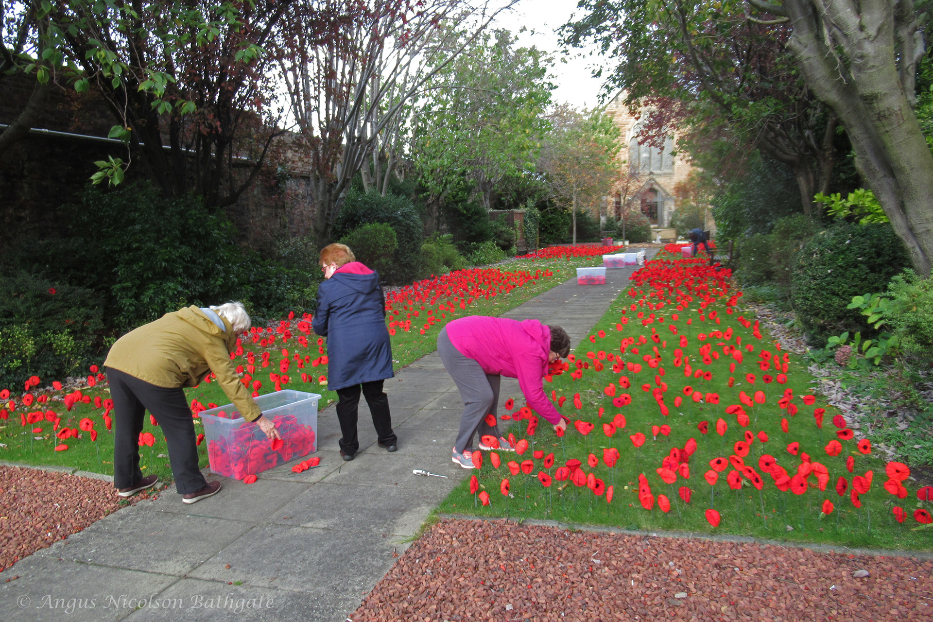 ‘Planting’ knitted poppies for Remembrance Day, St Andrew's High Church