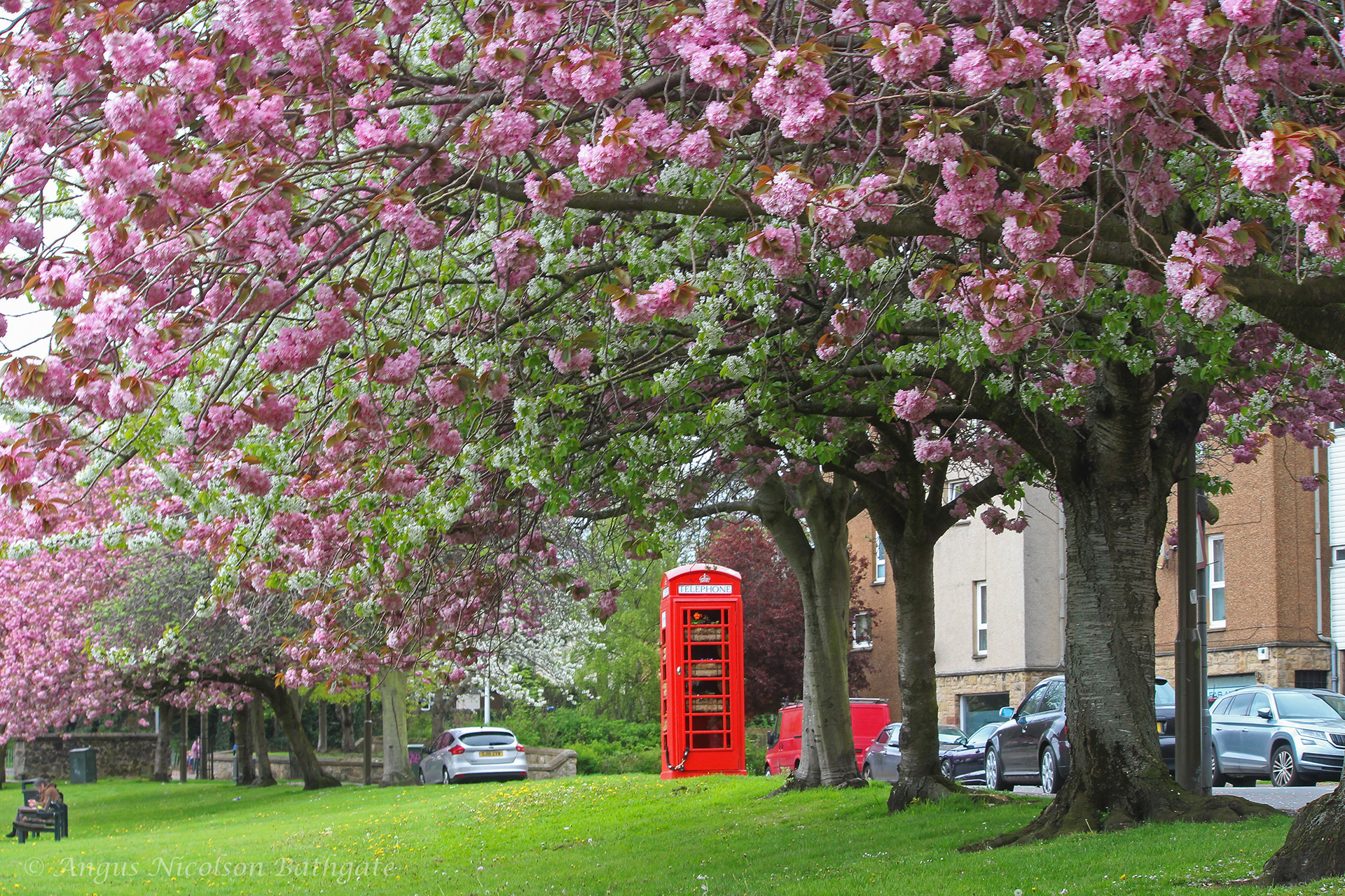 Blossom and telephone box, Eskside