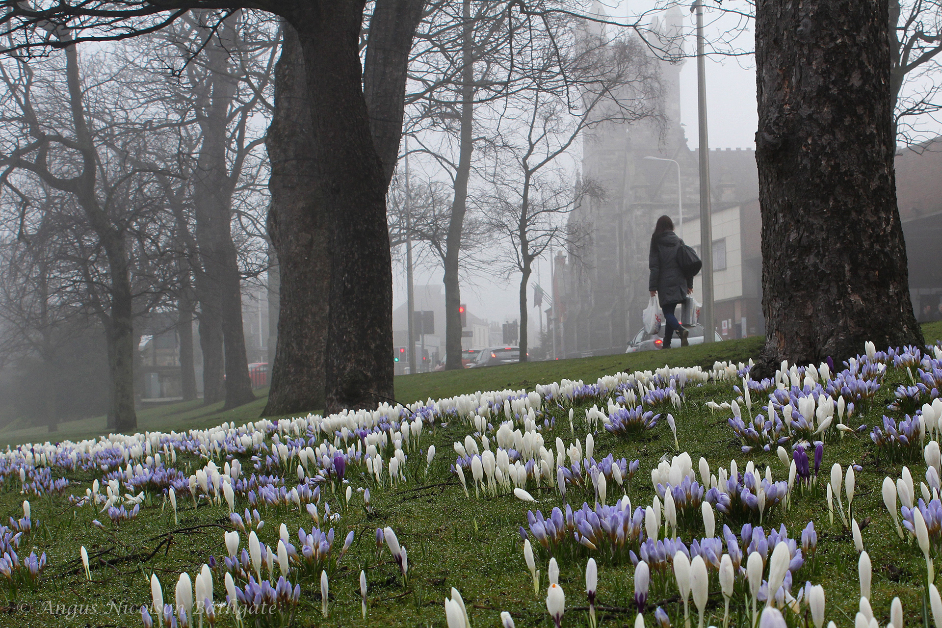 Crocuses and mist, Mall Avenue