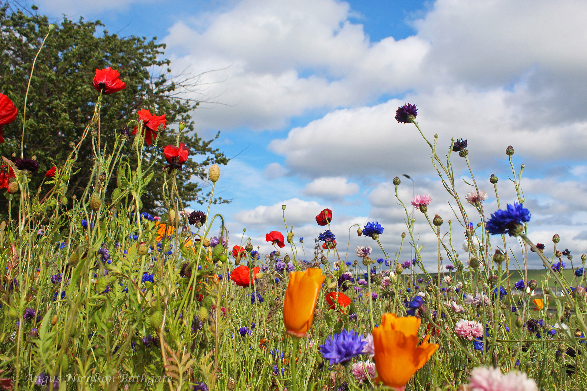 Wild flowers, Wallyford roundabout
