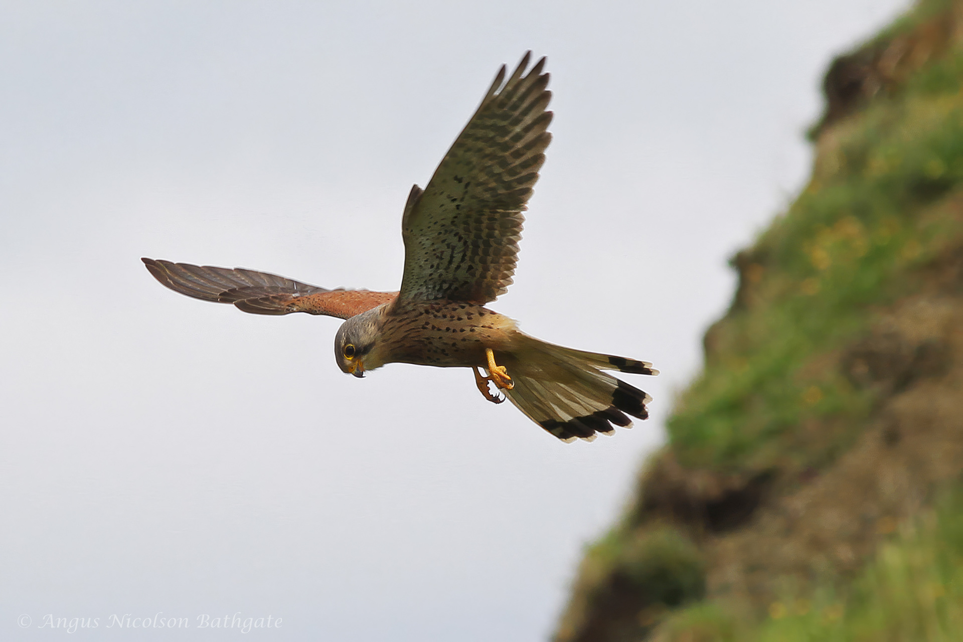 Kestrel