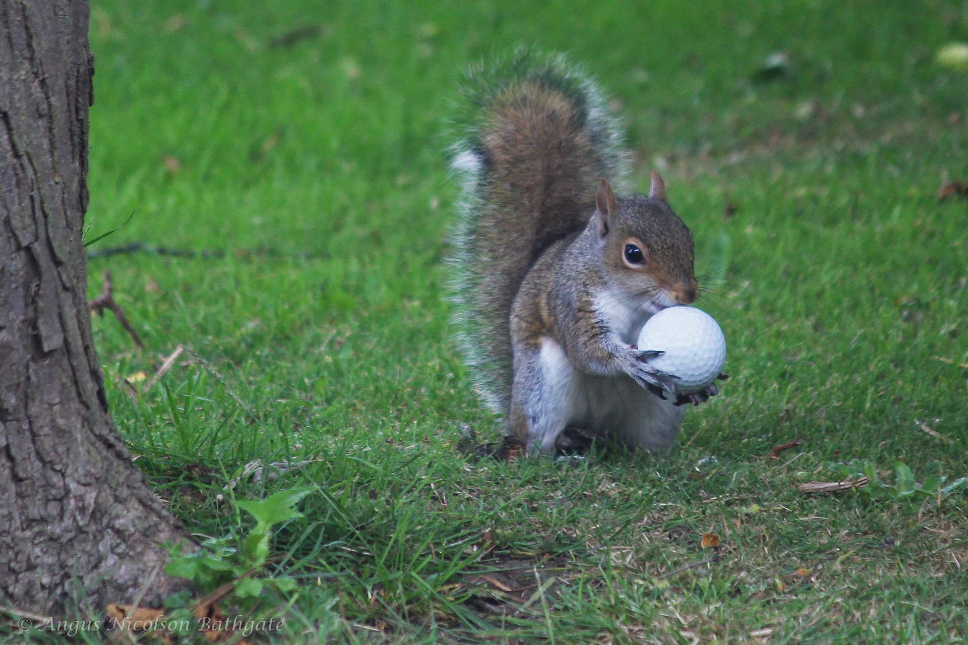 'A hard nut to crack', Angus's back garden
