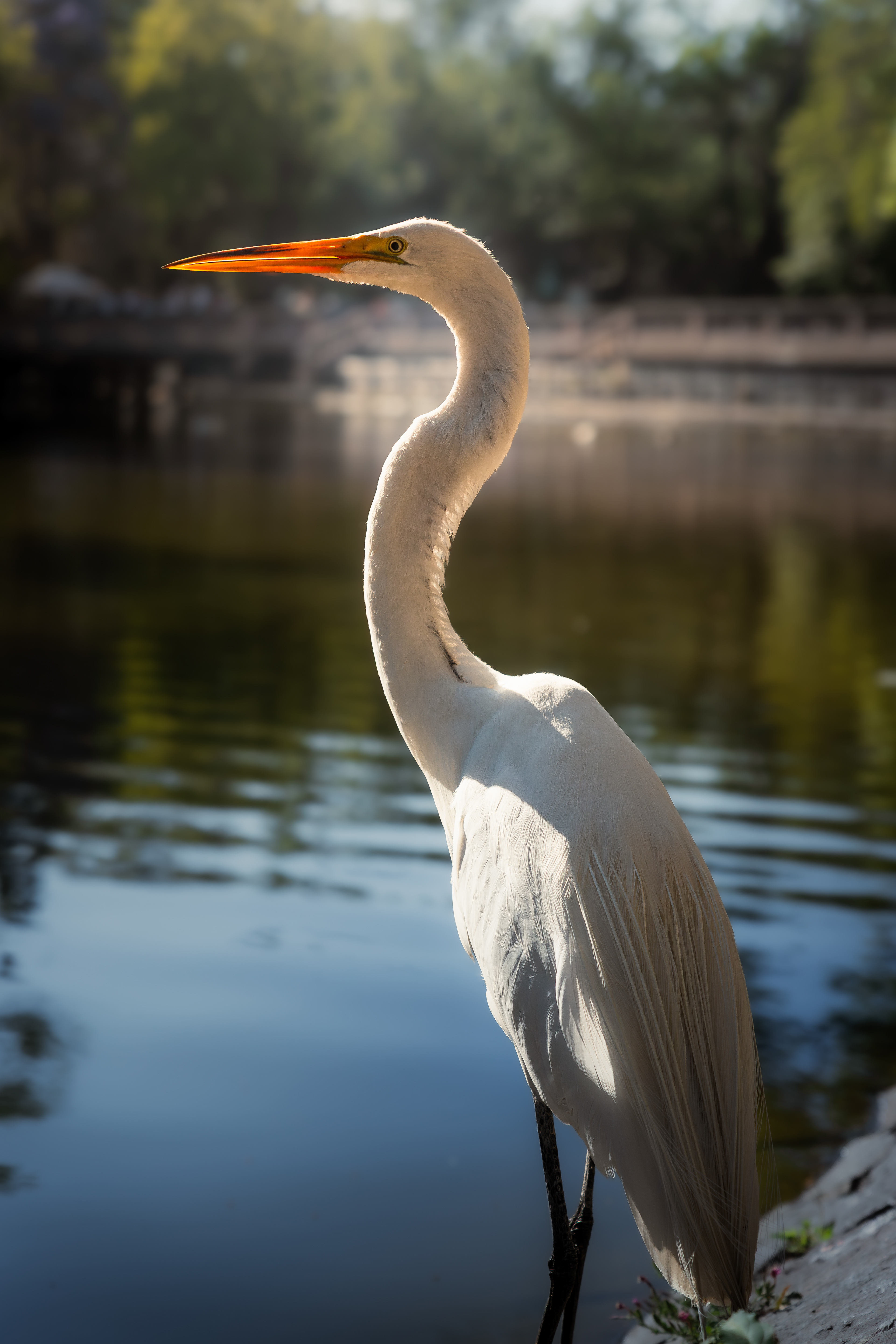 White Heron - Mexico