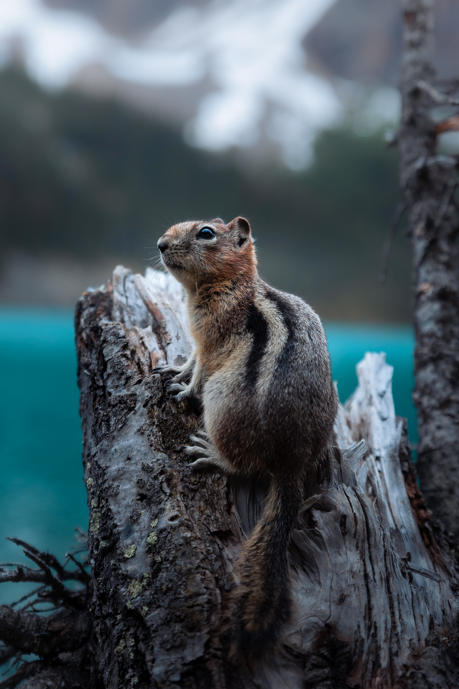 Chipmunk