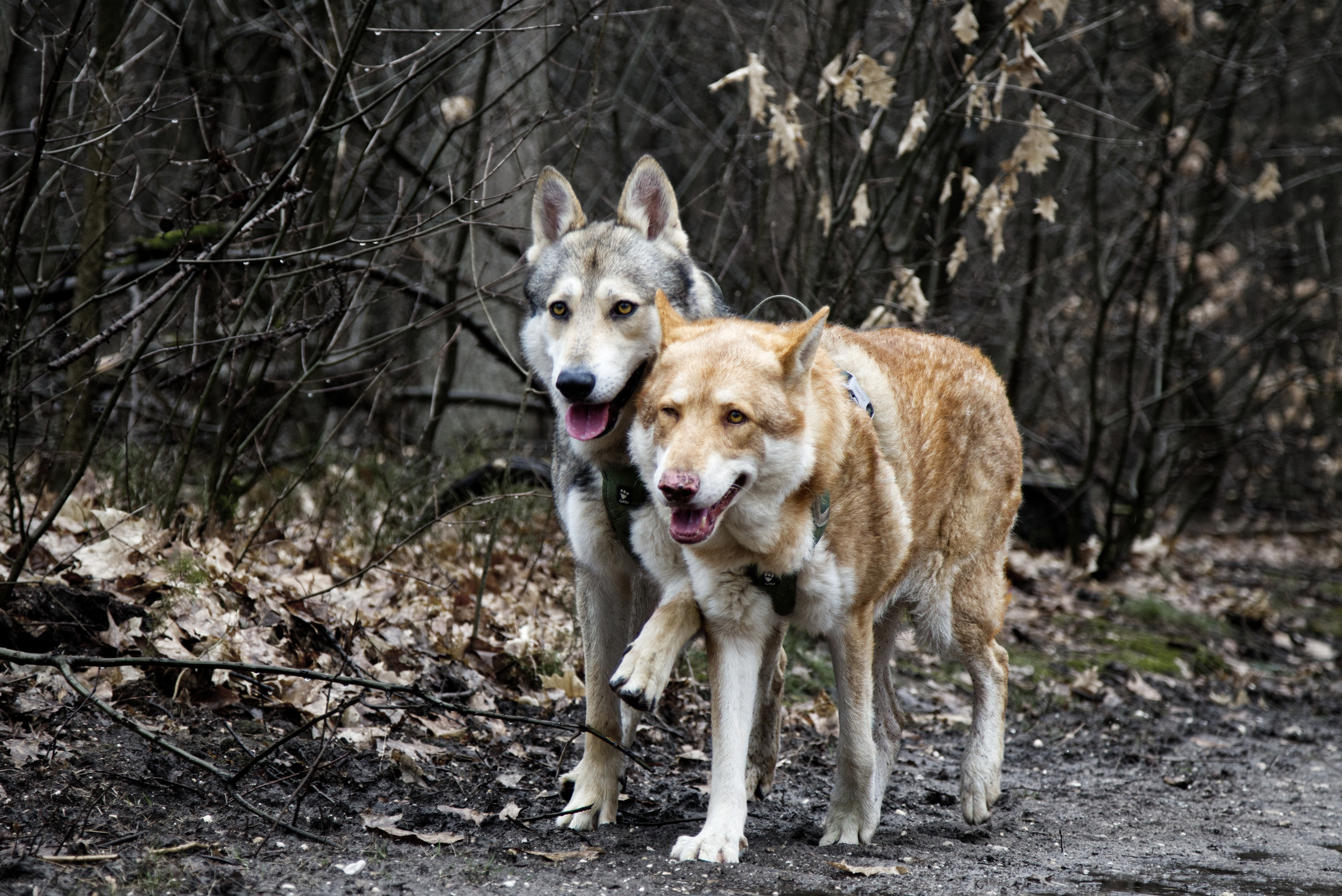Doerak en Forest