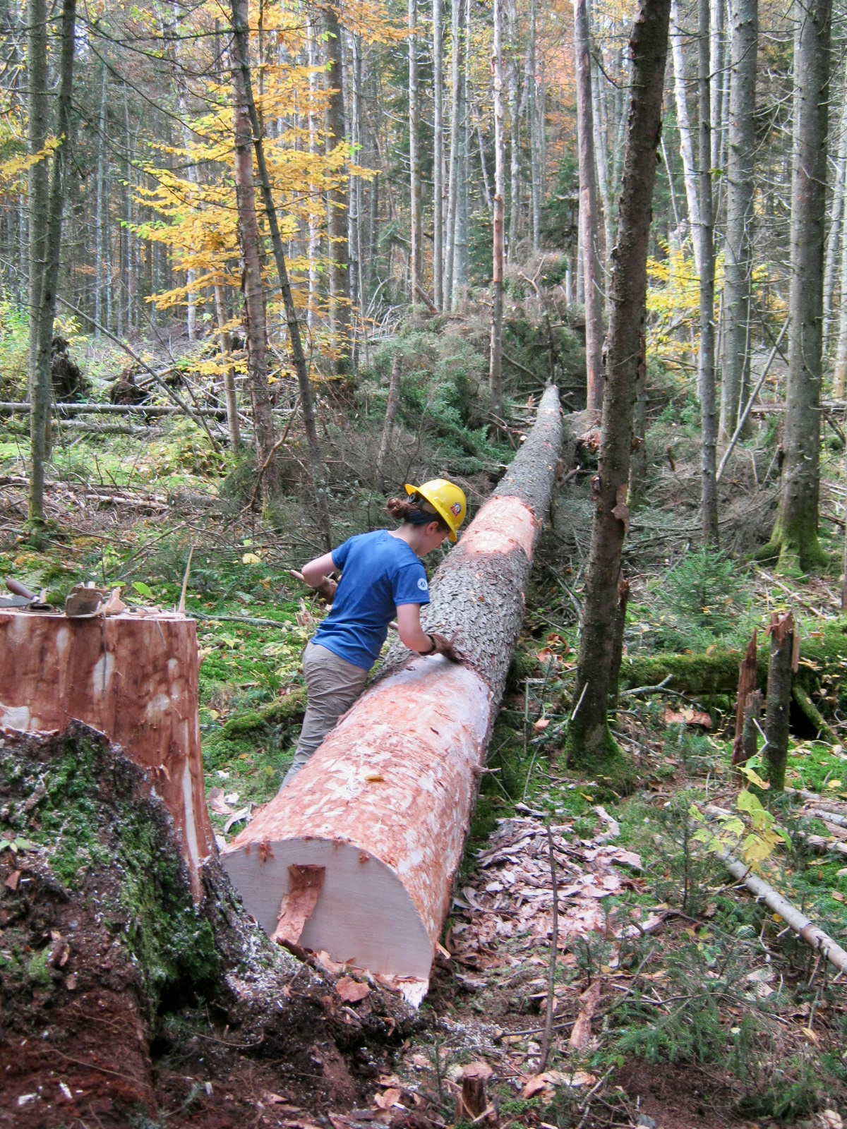 Removing bark and cambium layers