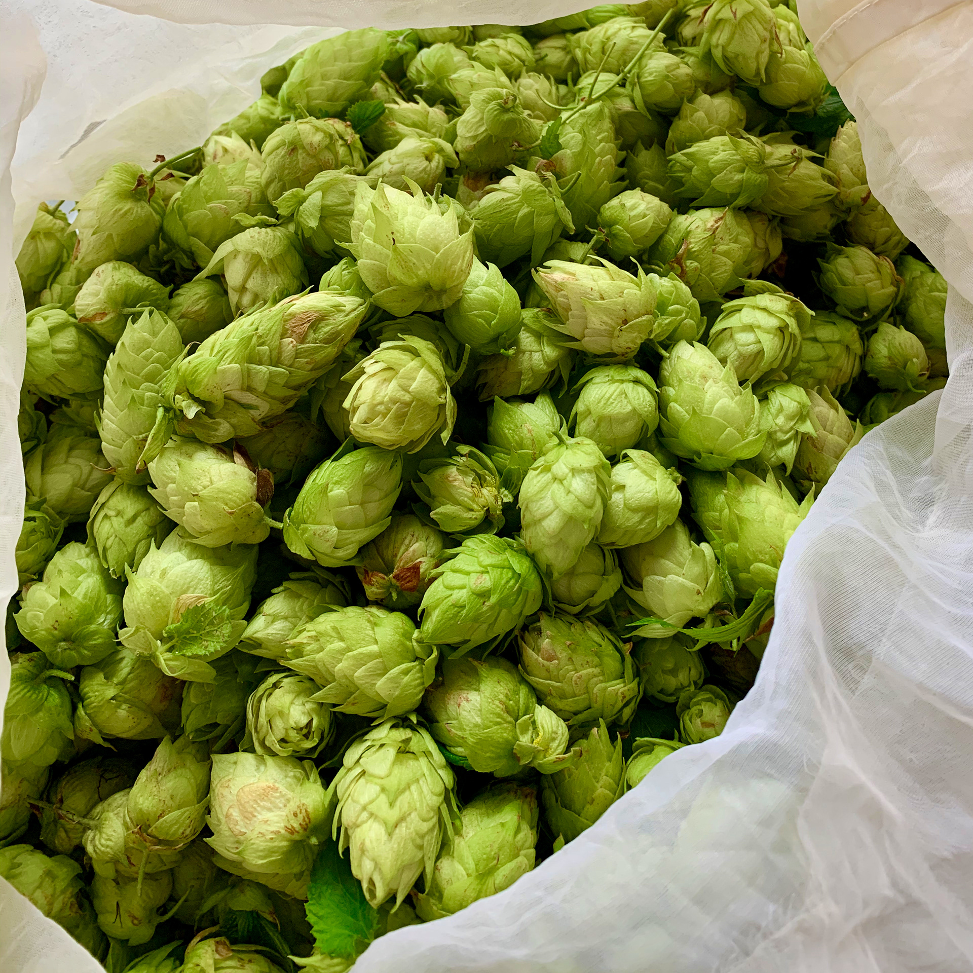 While brewing and baking rely on recipes that dictate the types and quantities of ingredients that will be included for use…