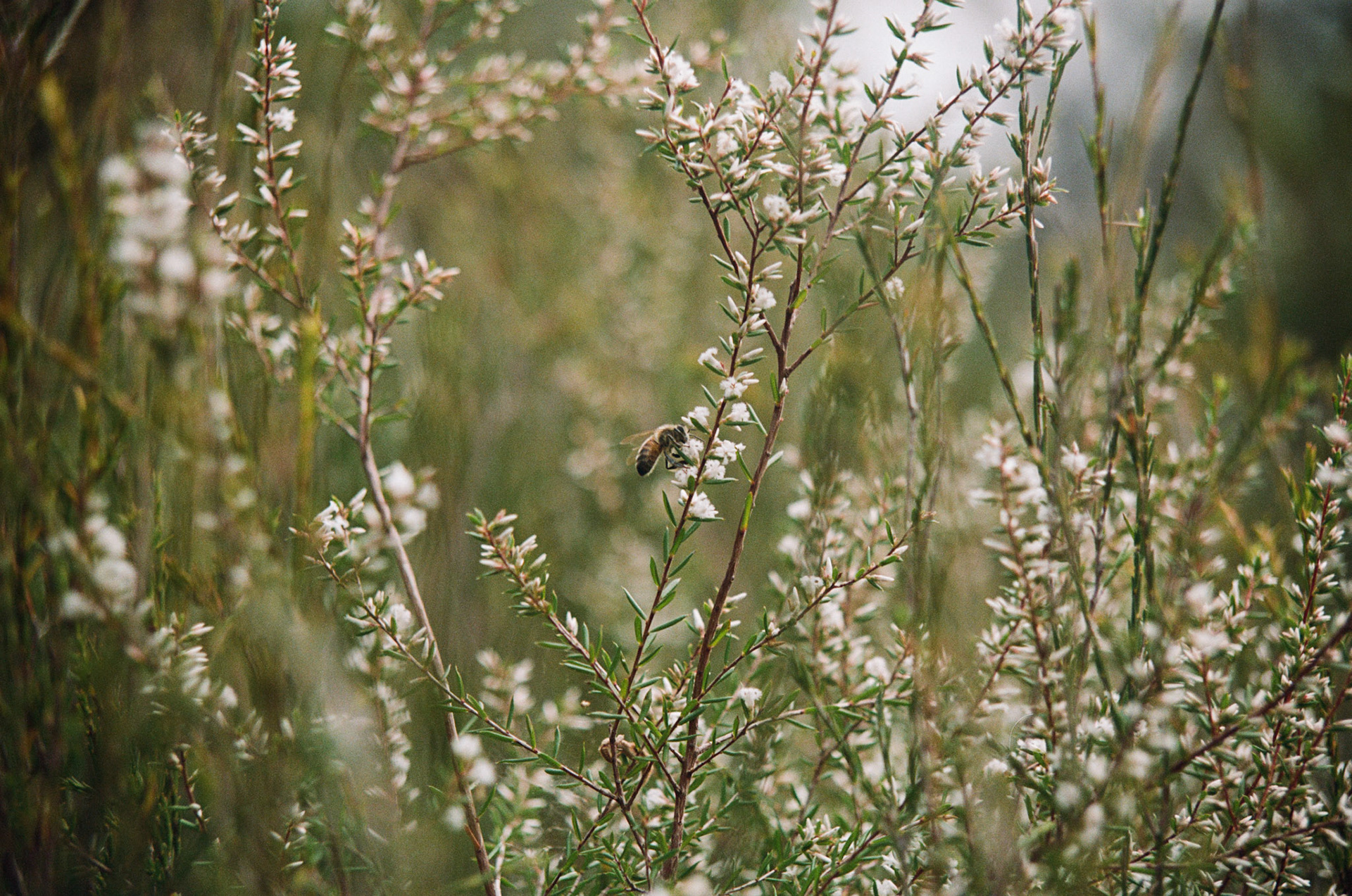 Forager Bee