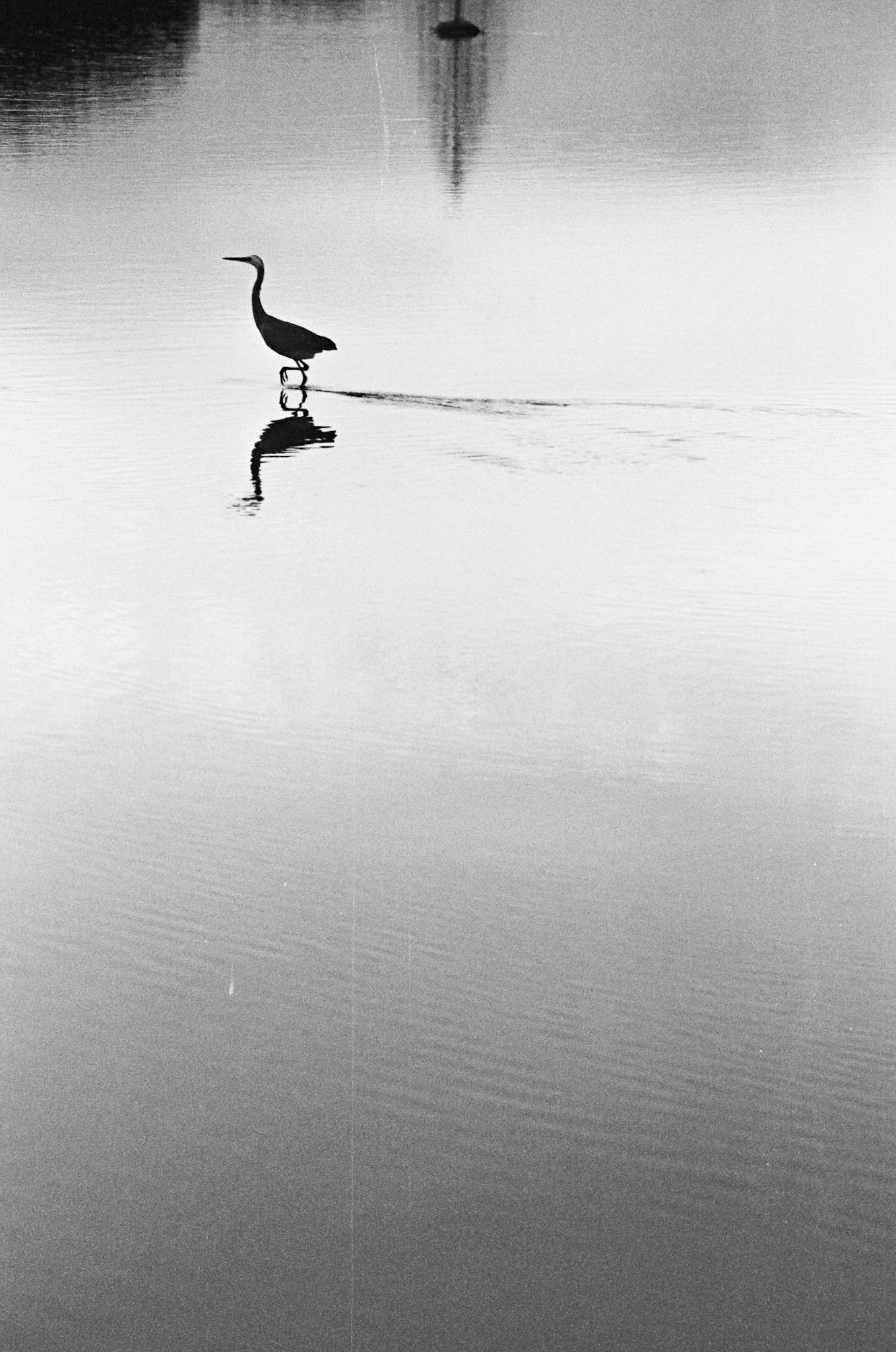 White-faced heron [III]