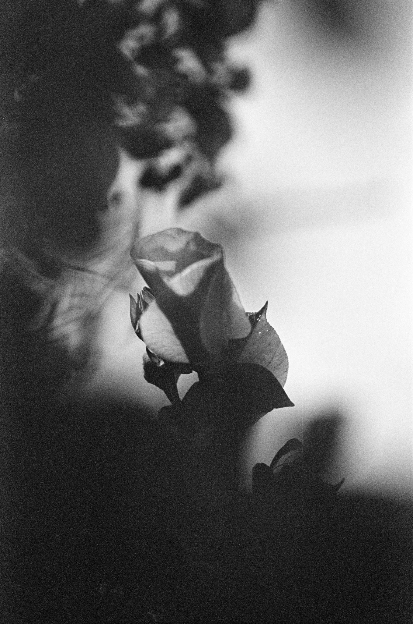 Petals