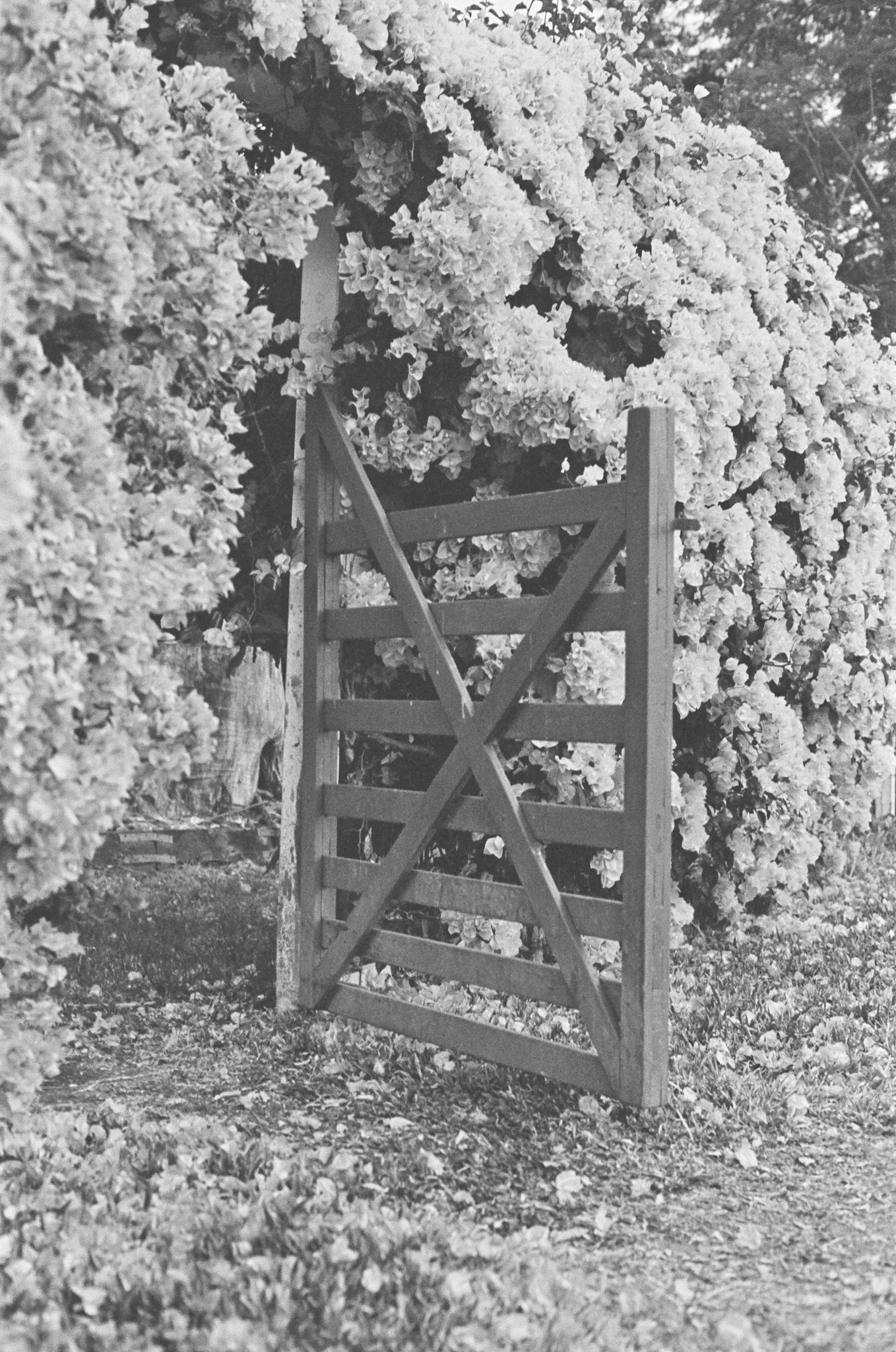 Bougainvillea gate