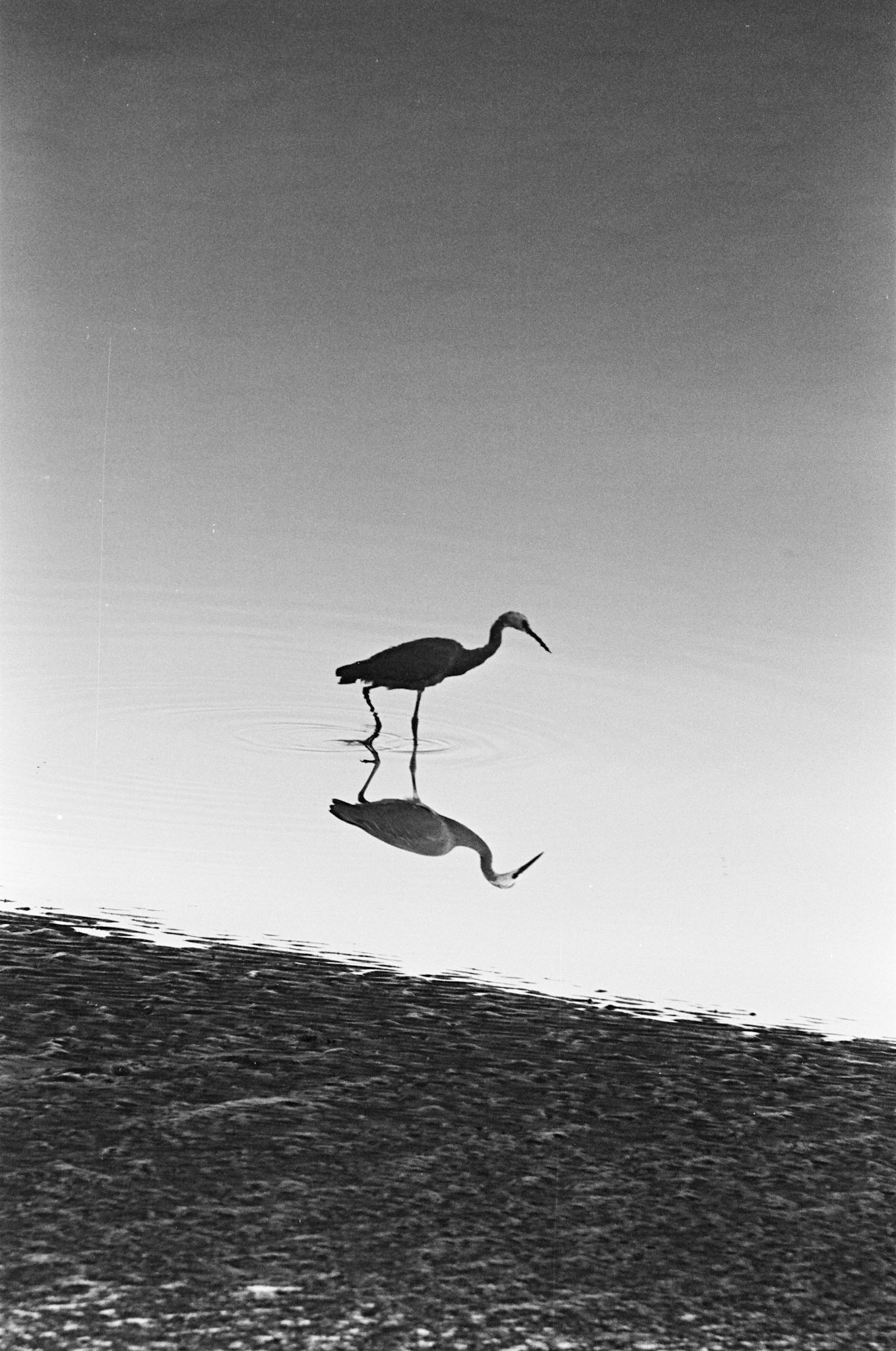White-faced heron [I]