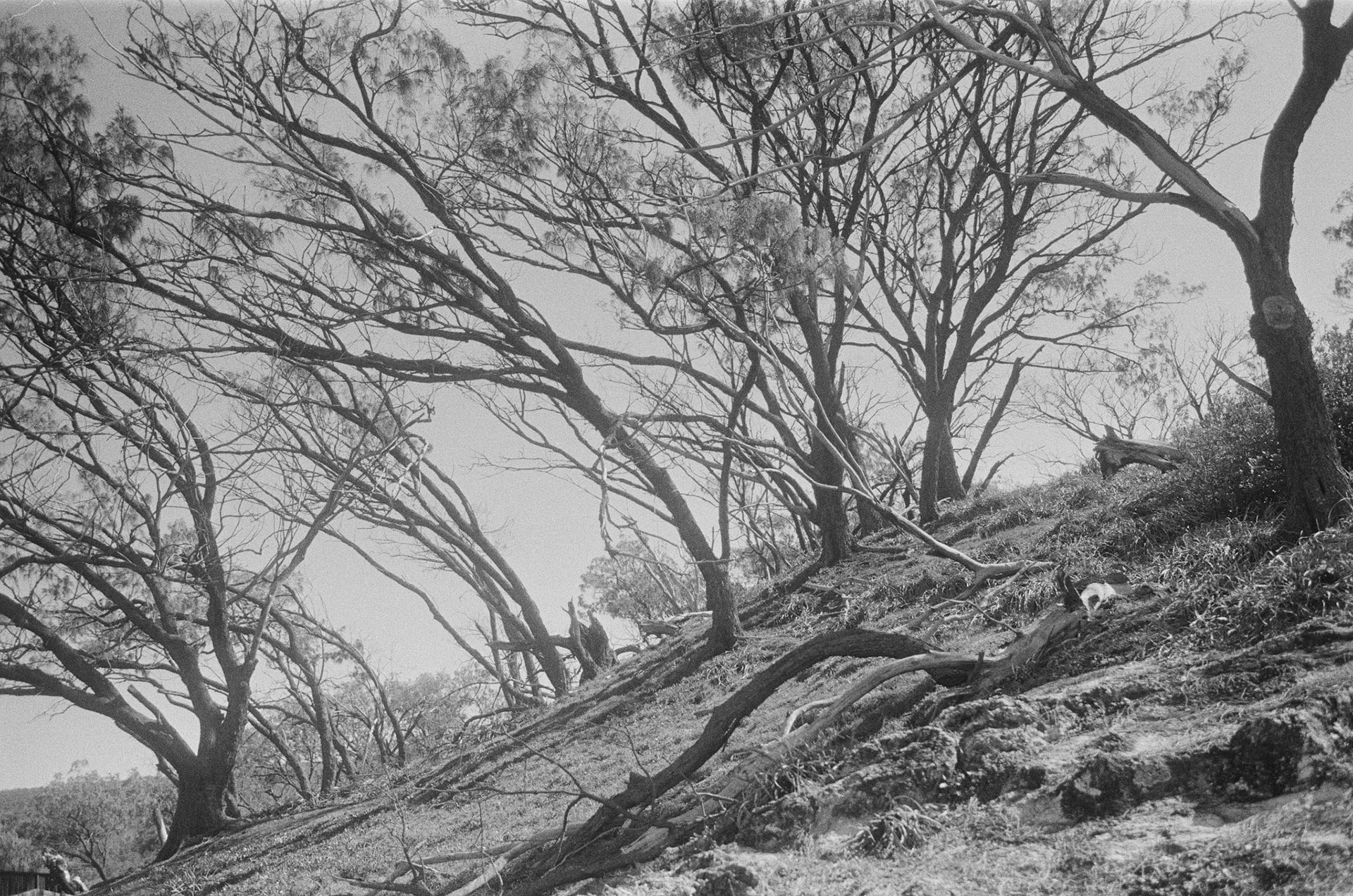 To Minjerribah and Back [II] (2017)