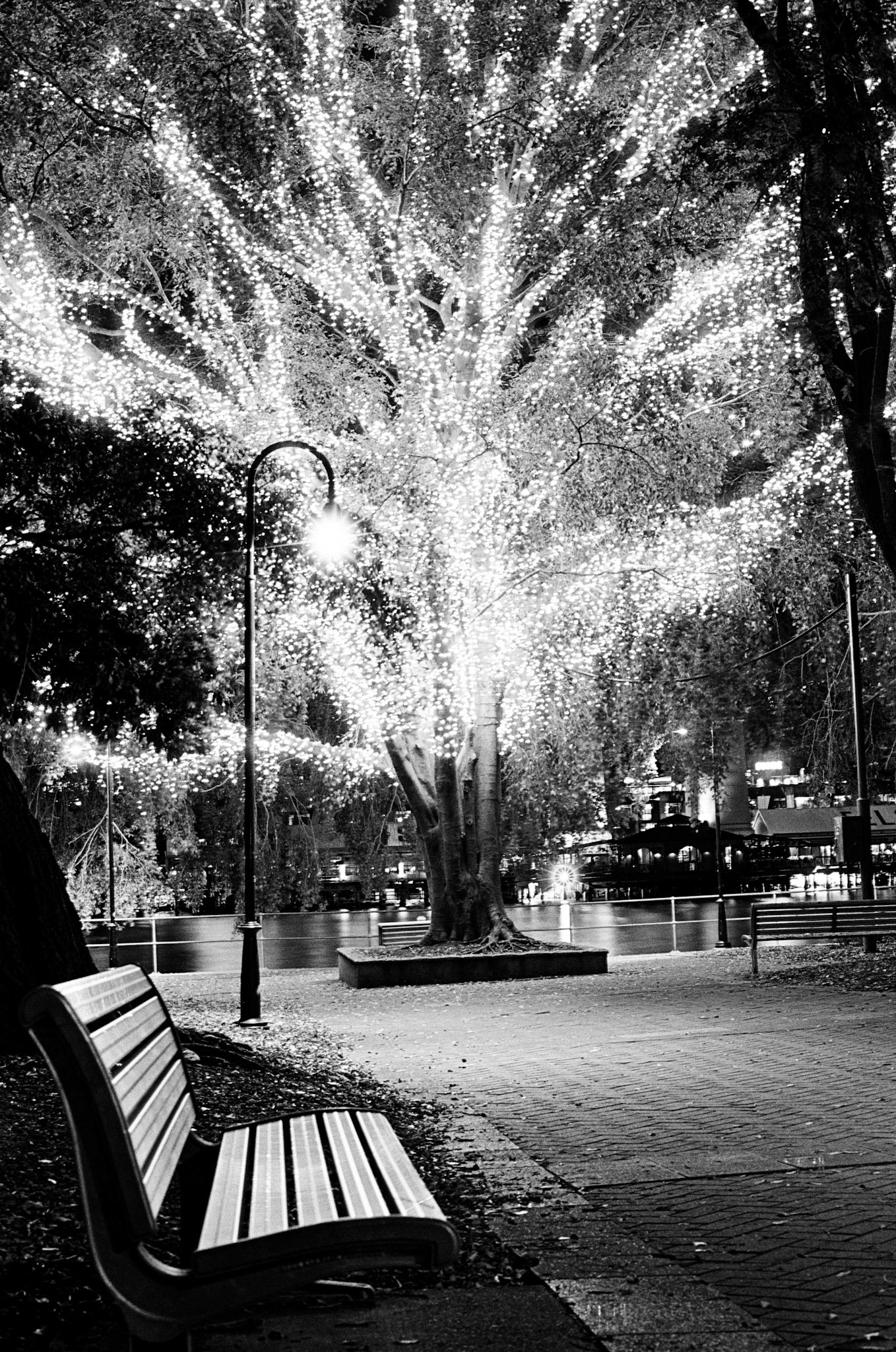 Tree Lights