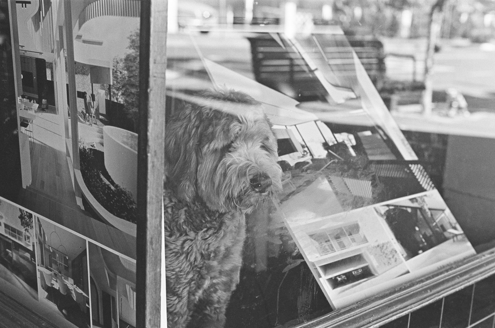 Doggo in the window