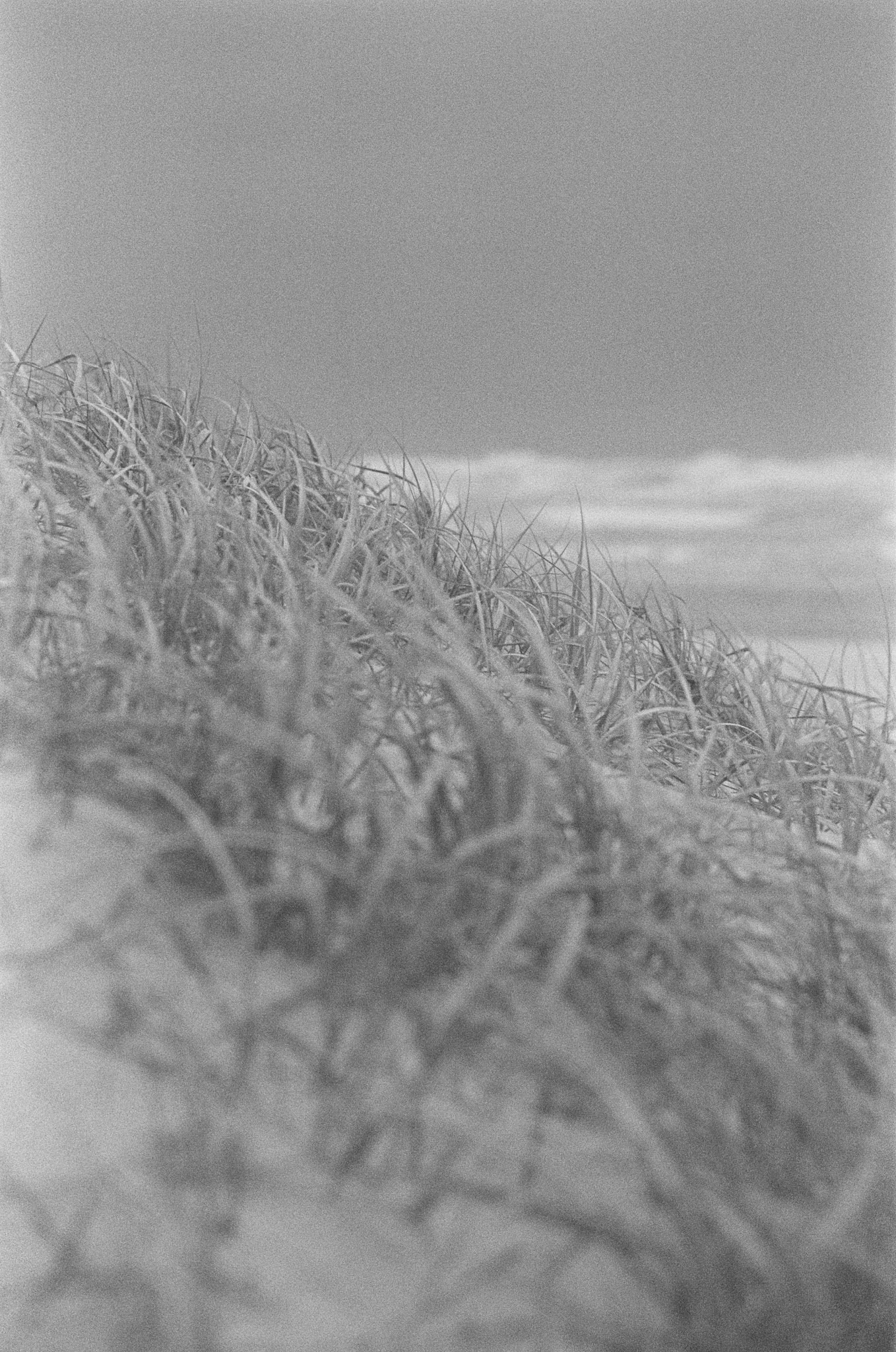 Dune Grass
