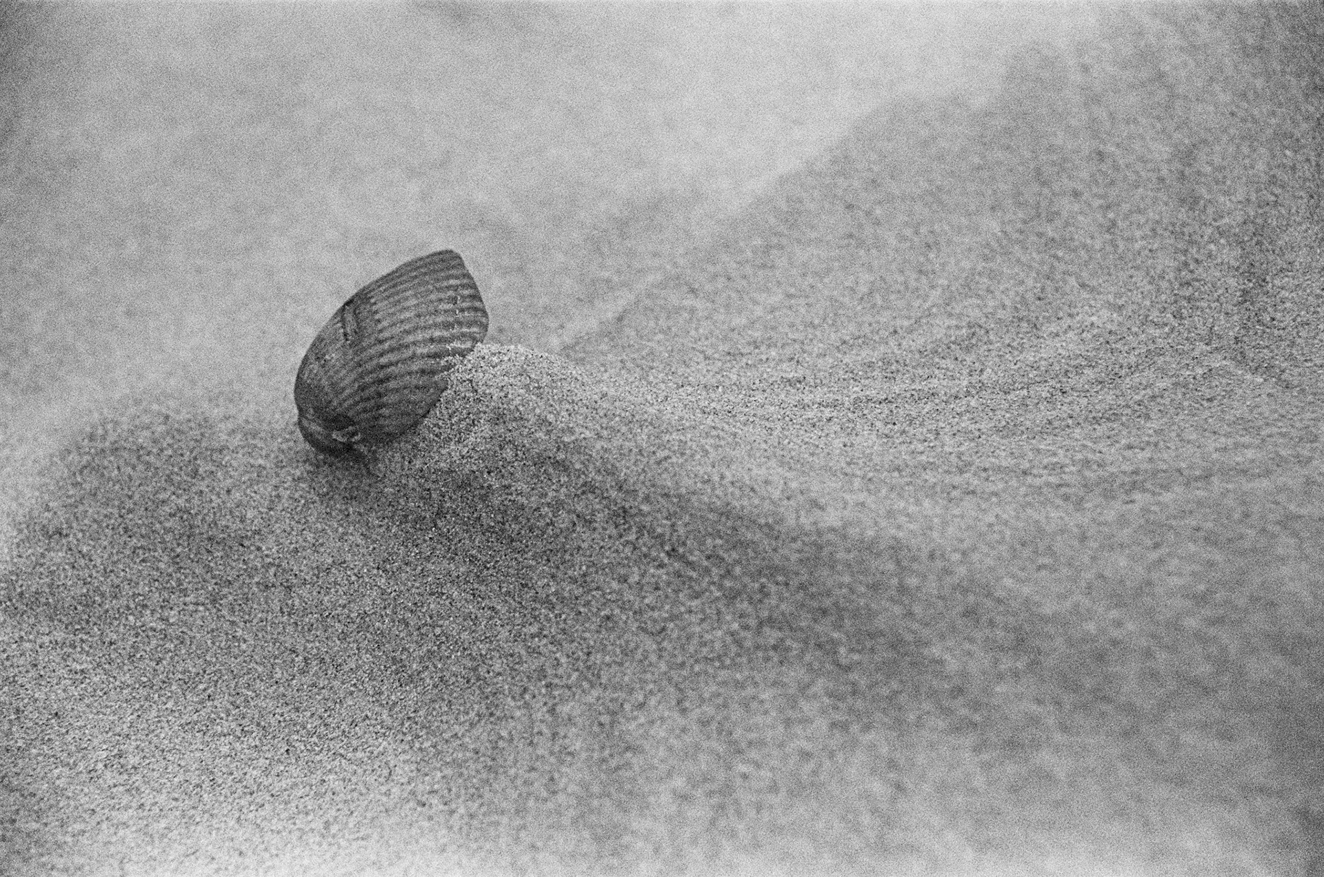 Shell on Coolum Beach