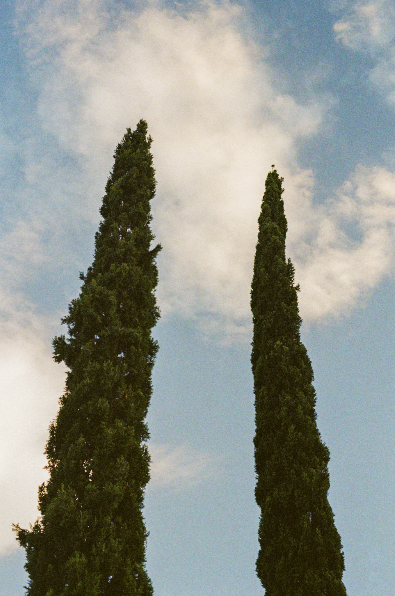 Trees on Tenth Avenue