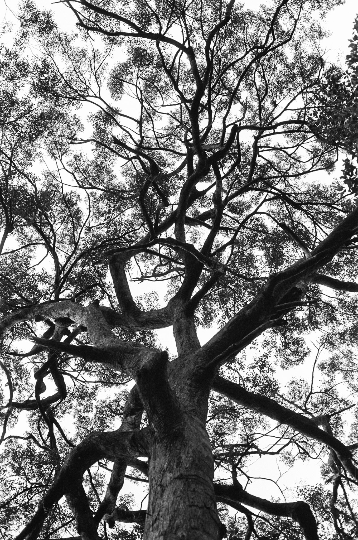 Tree on Mount Coot-tha's Scorpion Trail