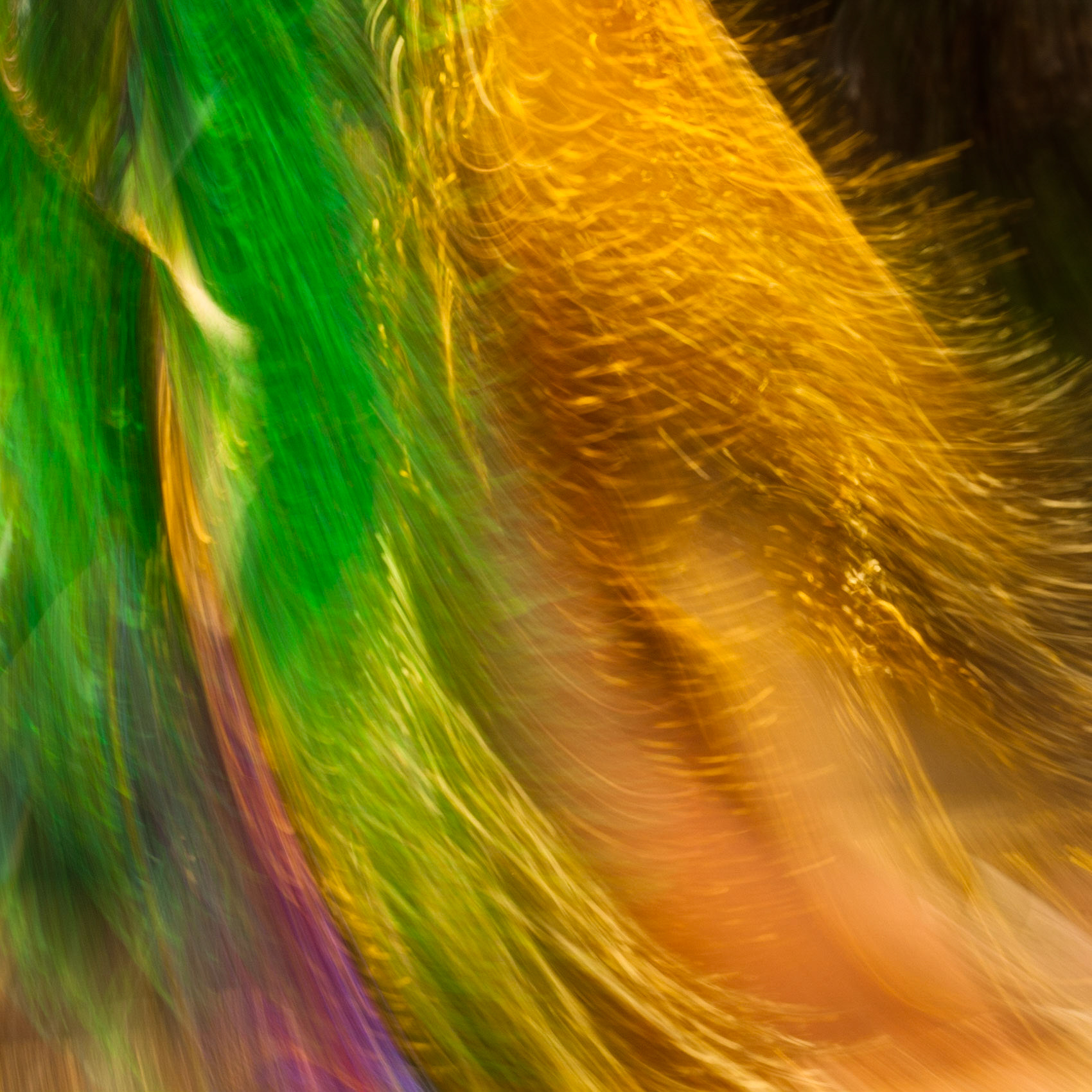 Carnival Impressions