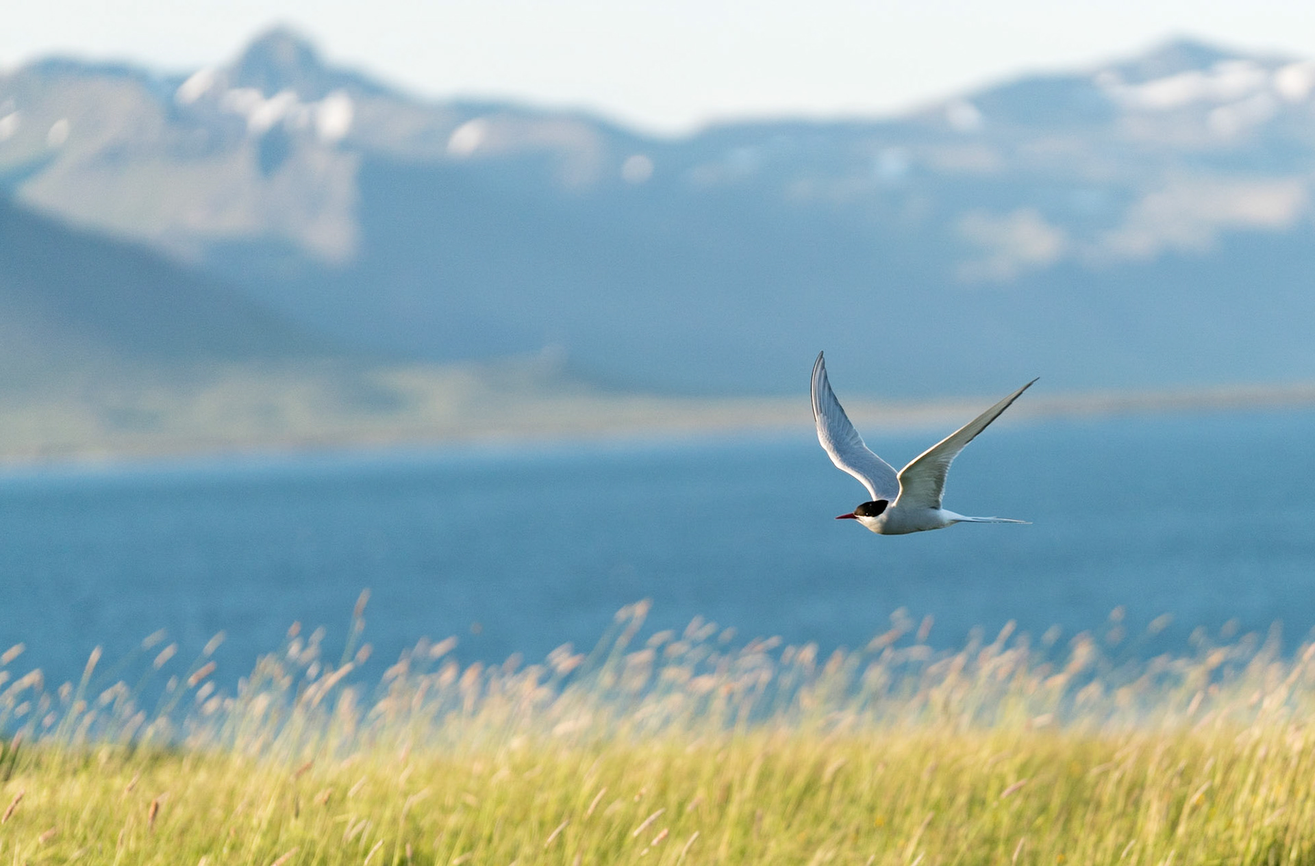 Arctic Tern in Iceland