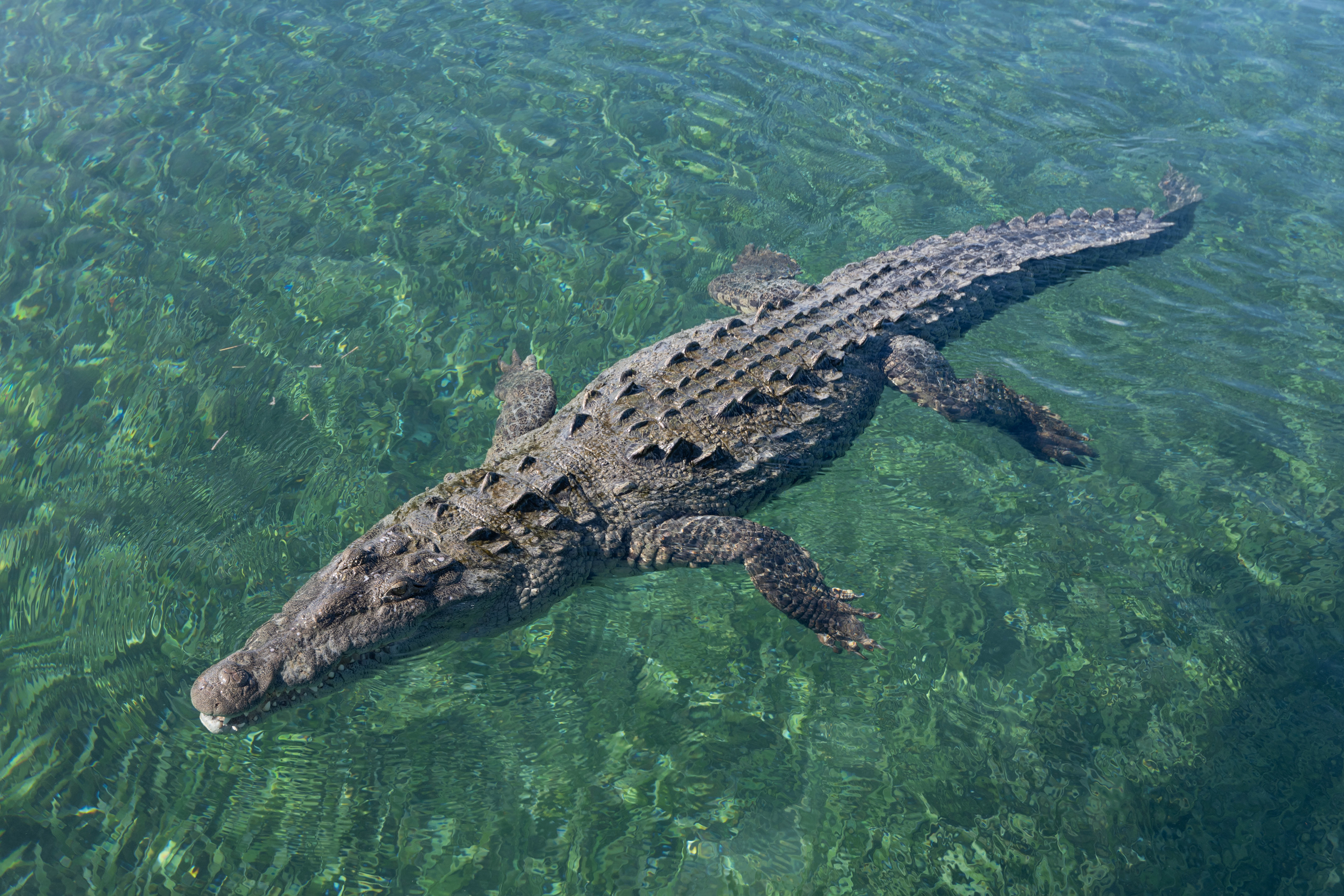 Saltwater Crocodile "Nino"
