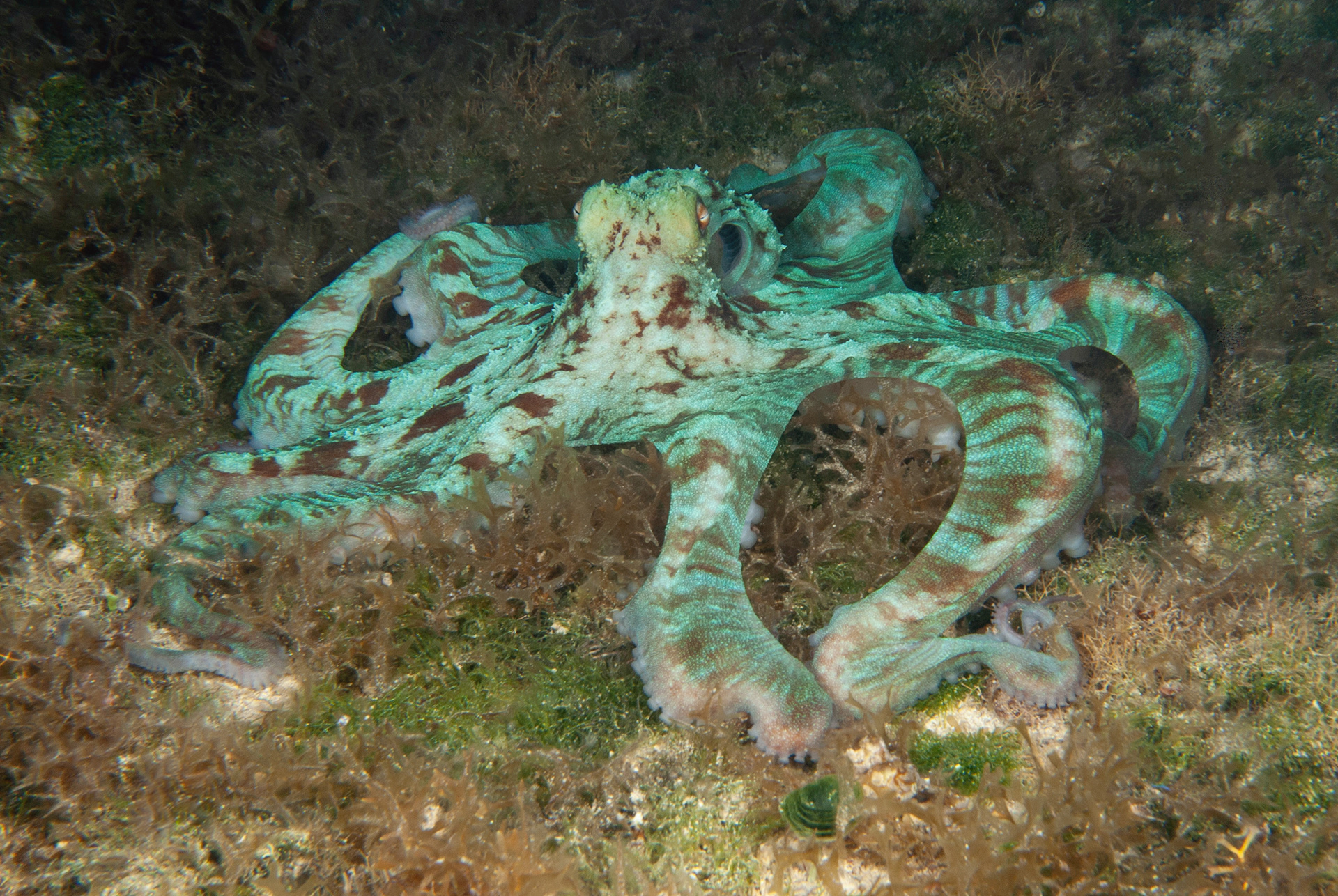 Caribbean Reef Octopus
