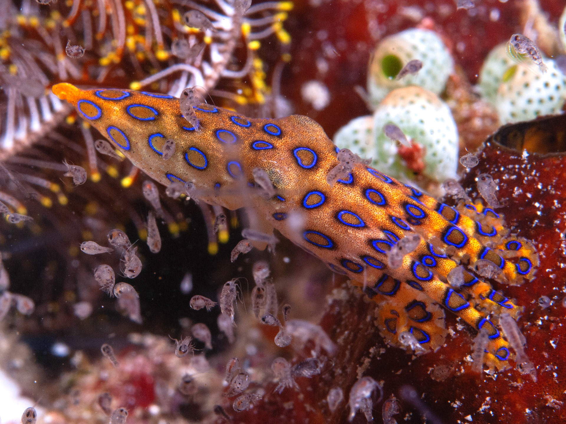 Blue Ring Octopus (Angry)