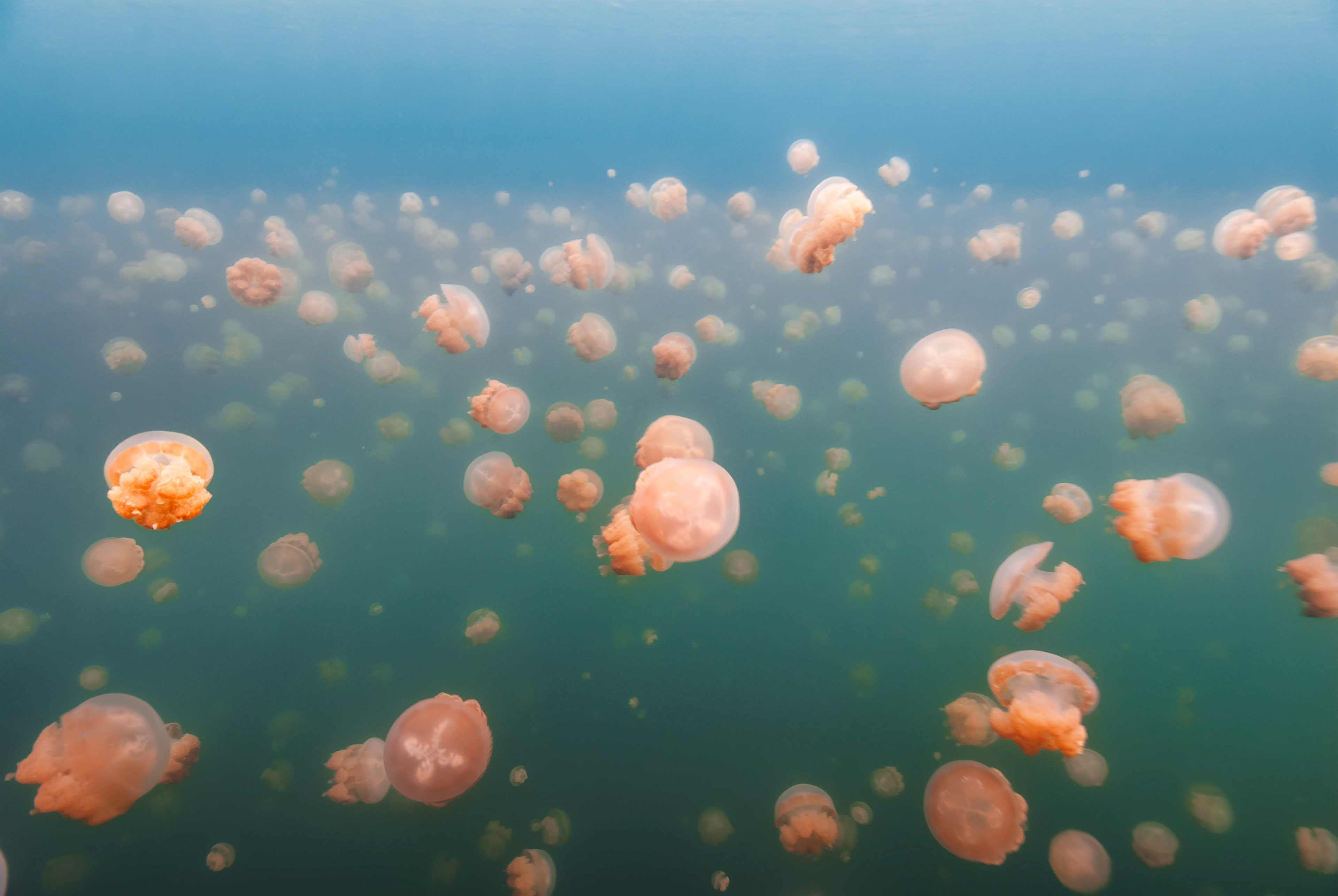 Jellyfish Lake, Palau