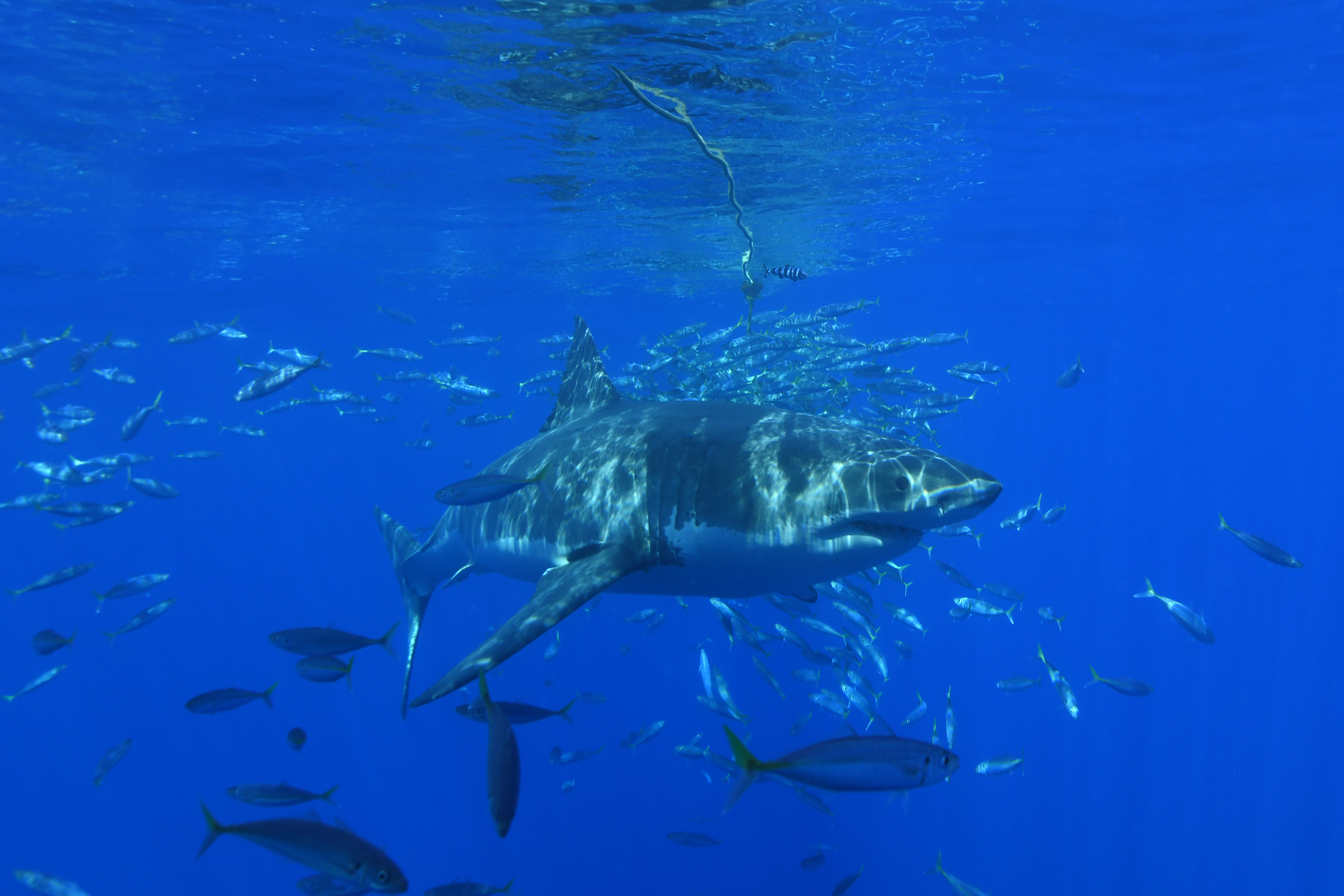 Great White Shark