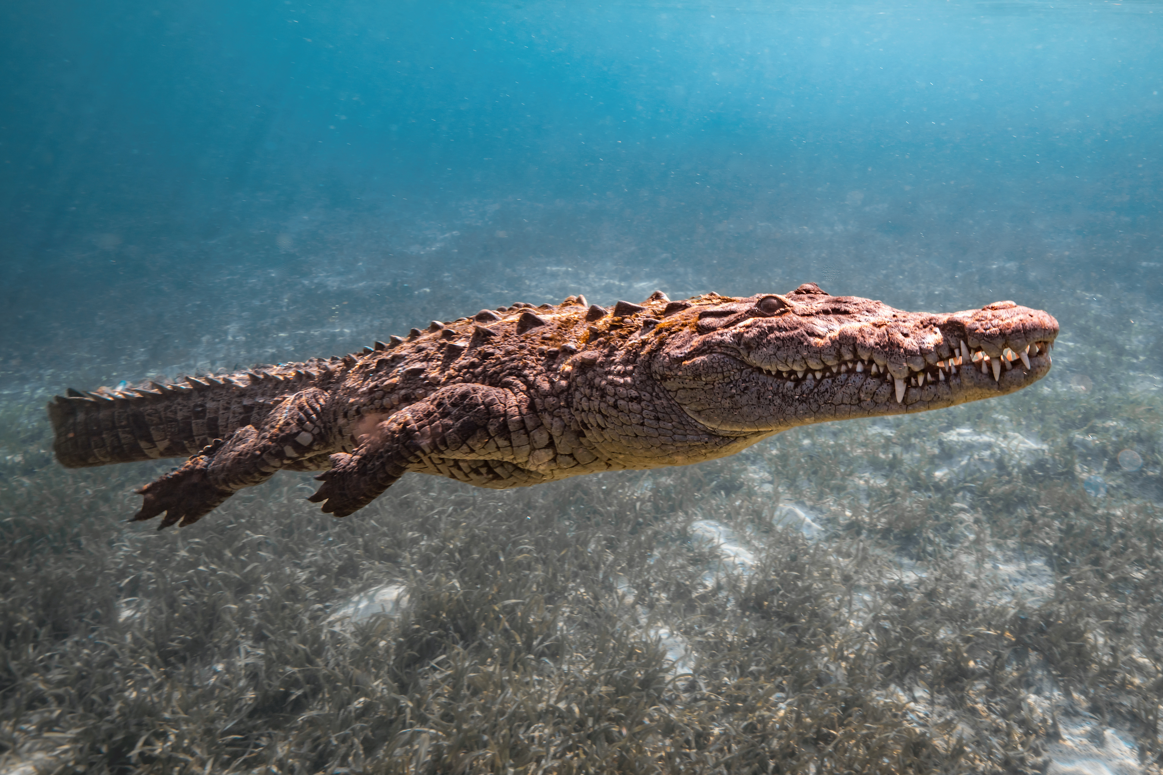Cuban Saltwater Crocodile