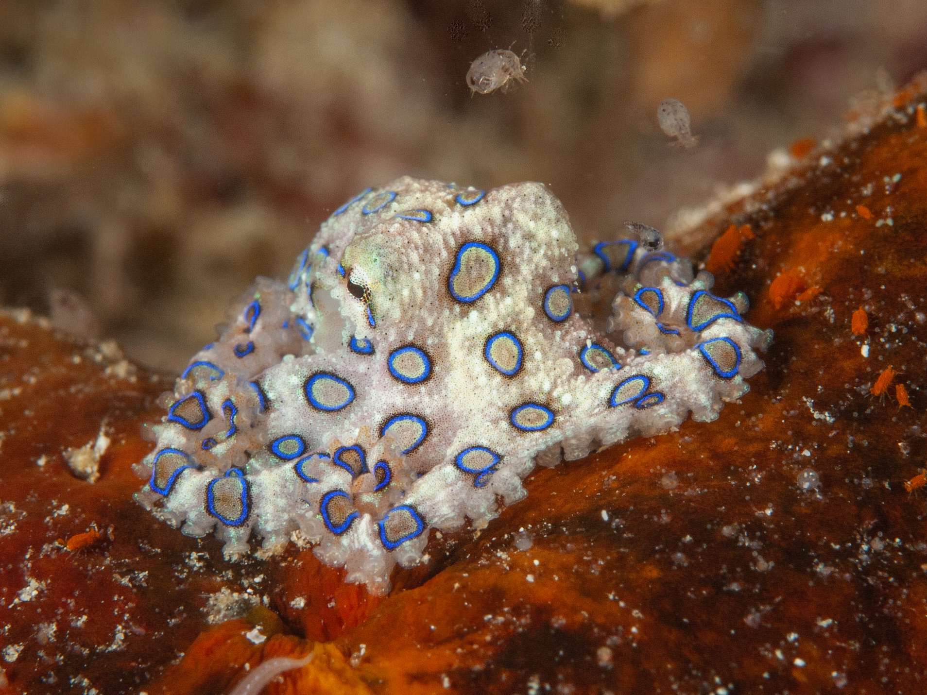 Blue Ring Octopus (Calm)