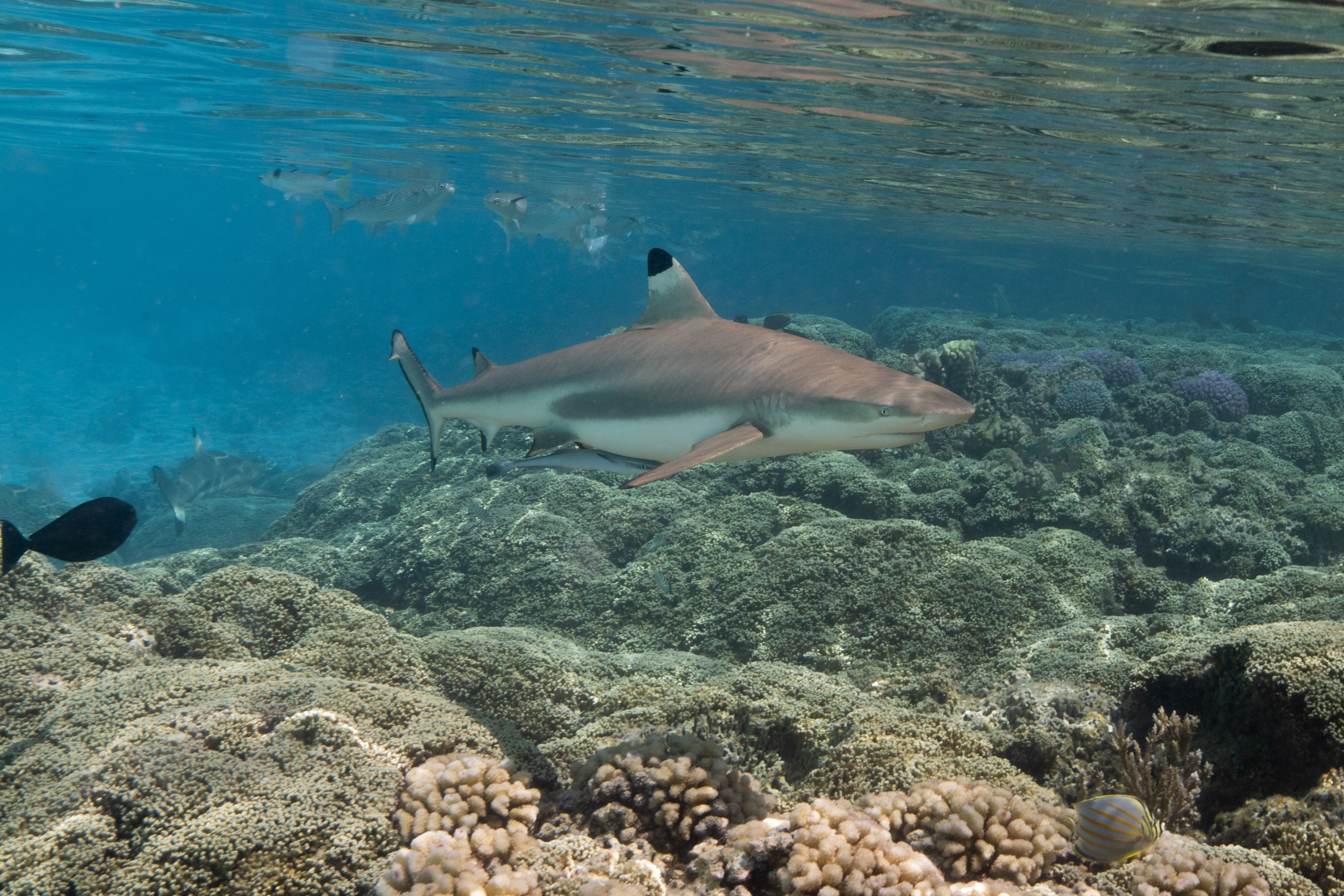Blacktip Reef Shark
